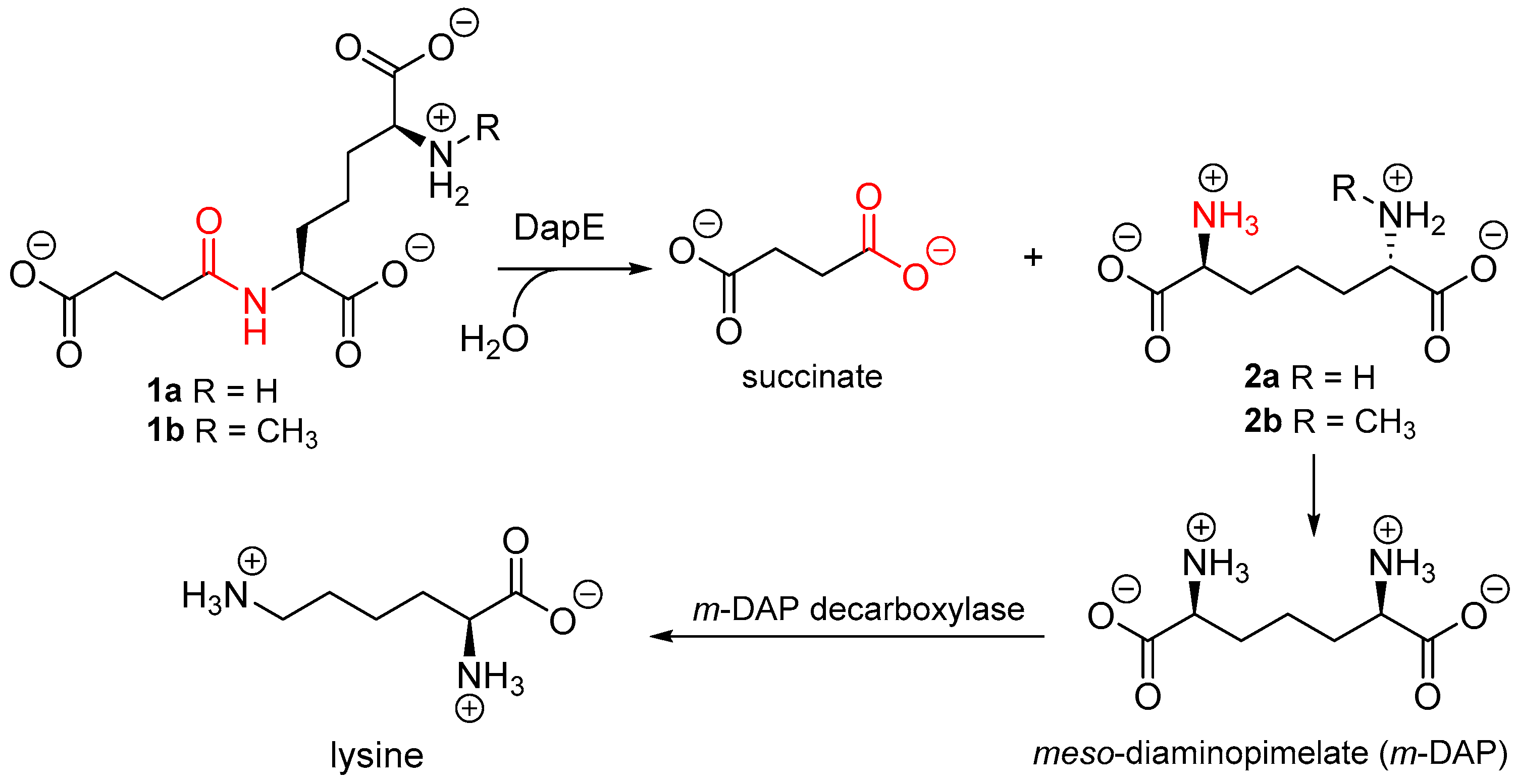 Ijms 26 00022 sch001 Ijms 26 00022 sch001