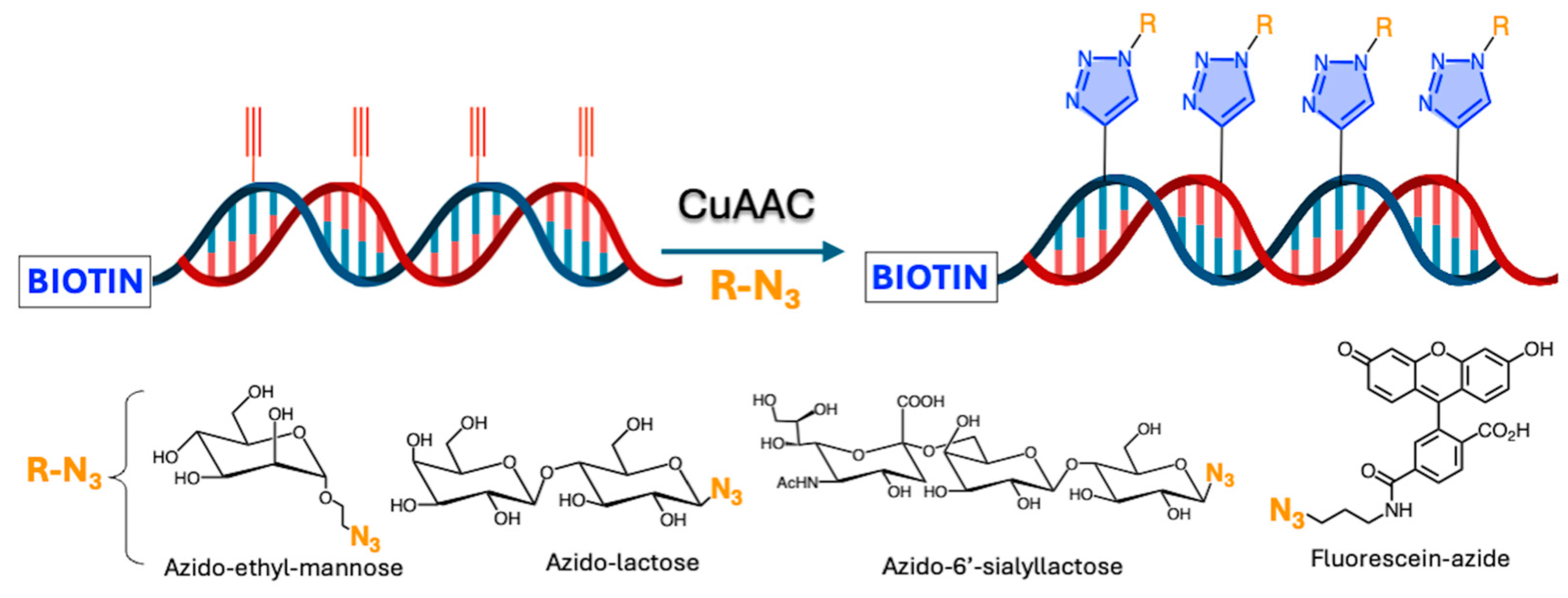 Ijms 26 00036 g008 Ijms 26 00036 g008