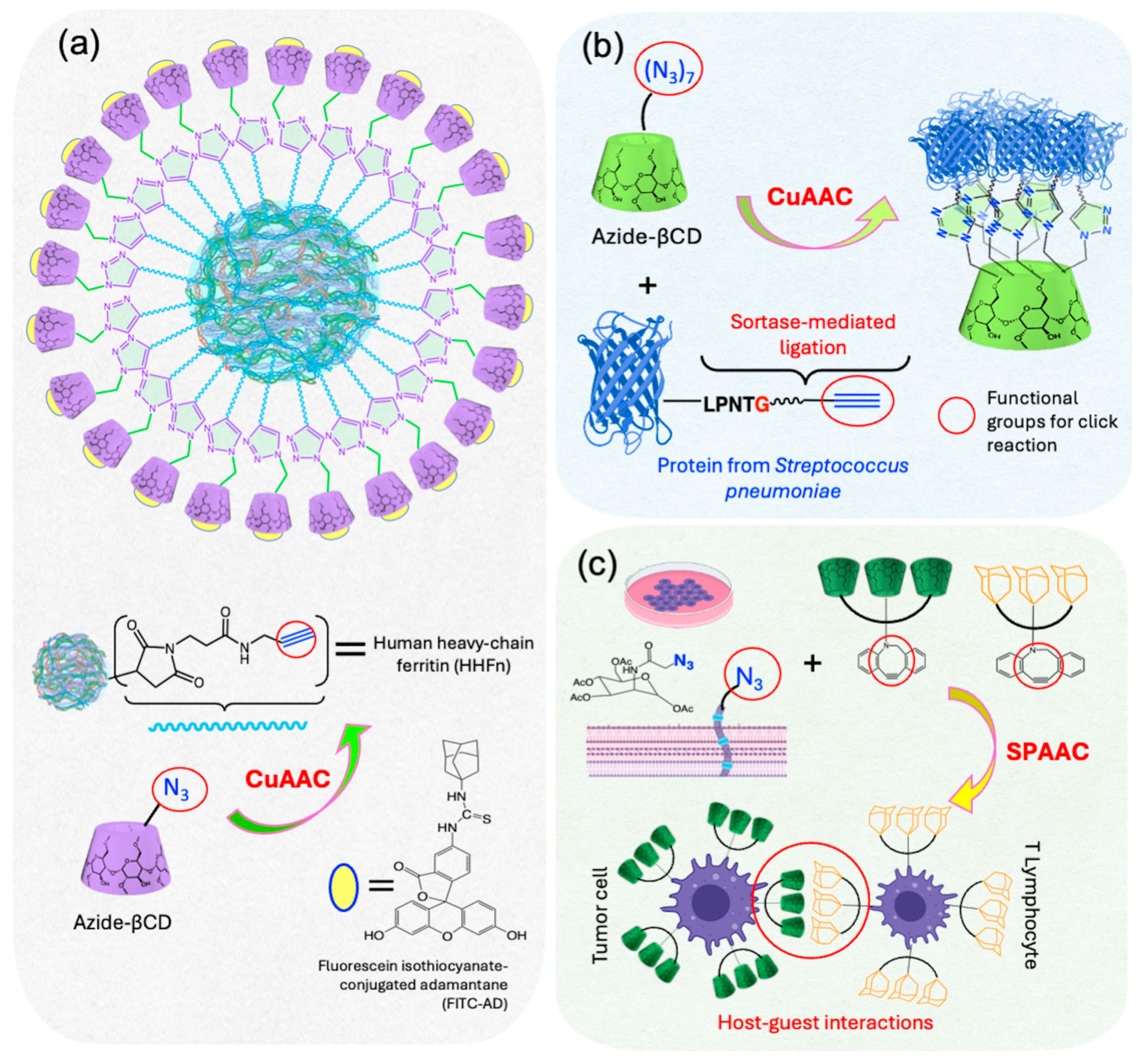 Ijms 26 00036 g016 Ijms 26 00036 g016