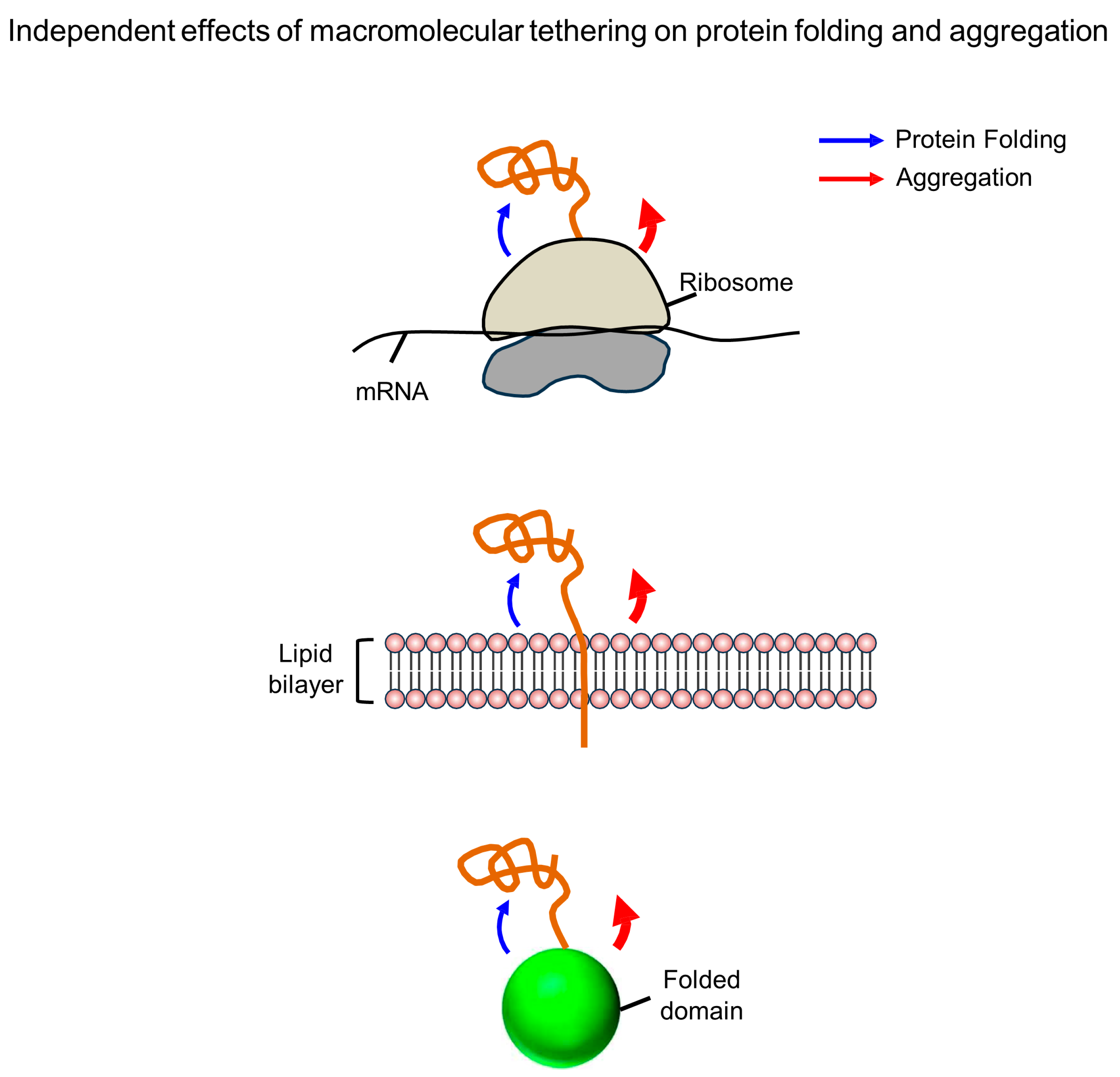 Ijms 26 00053 g006 Ijms 26 00053 g006