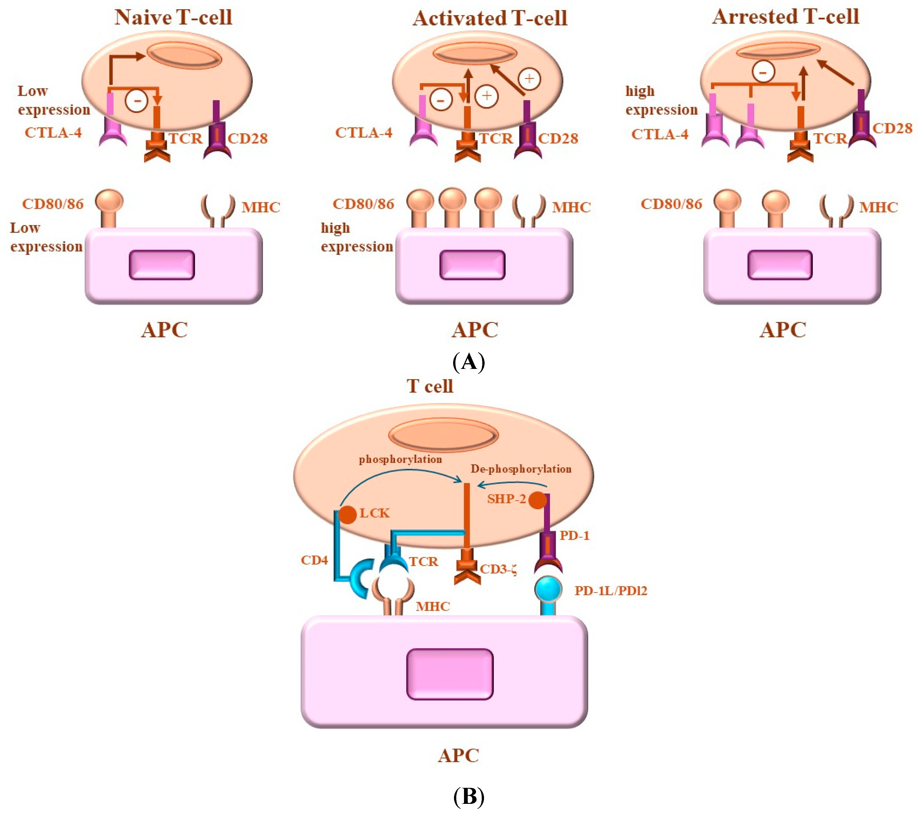 Ijms 26 00088 g001 Ijms 26 00088 g001