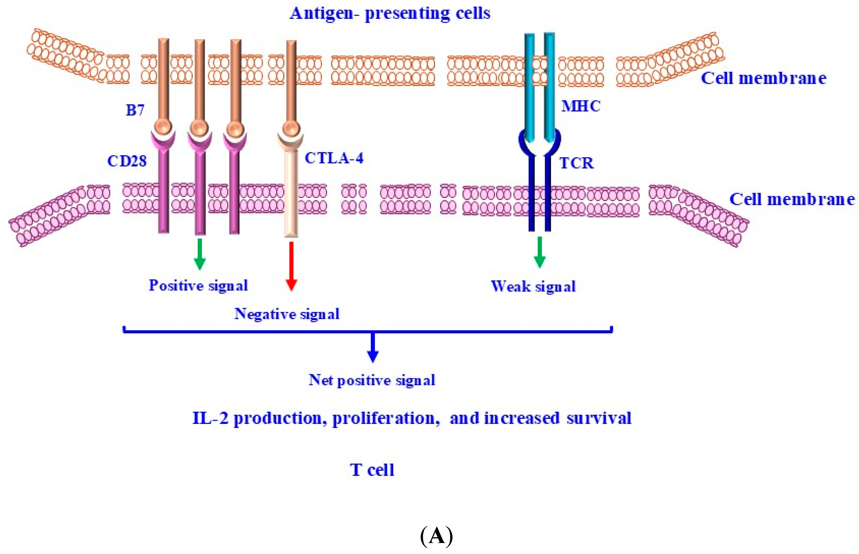 Ijms 26 00088 g002a Ijms 26 00088 g002a