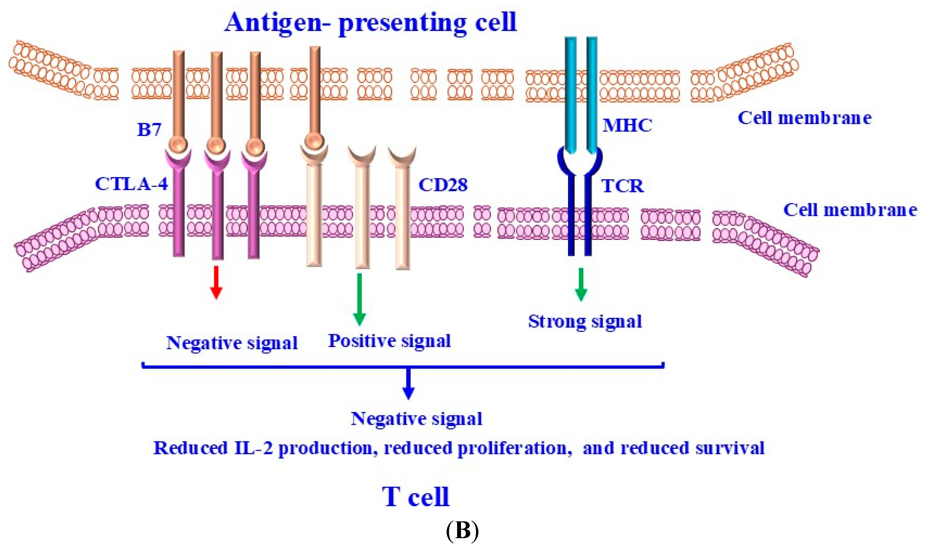 Ijms 26 00088 g002b Ijms 26 00088 g002b