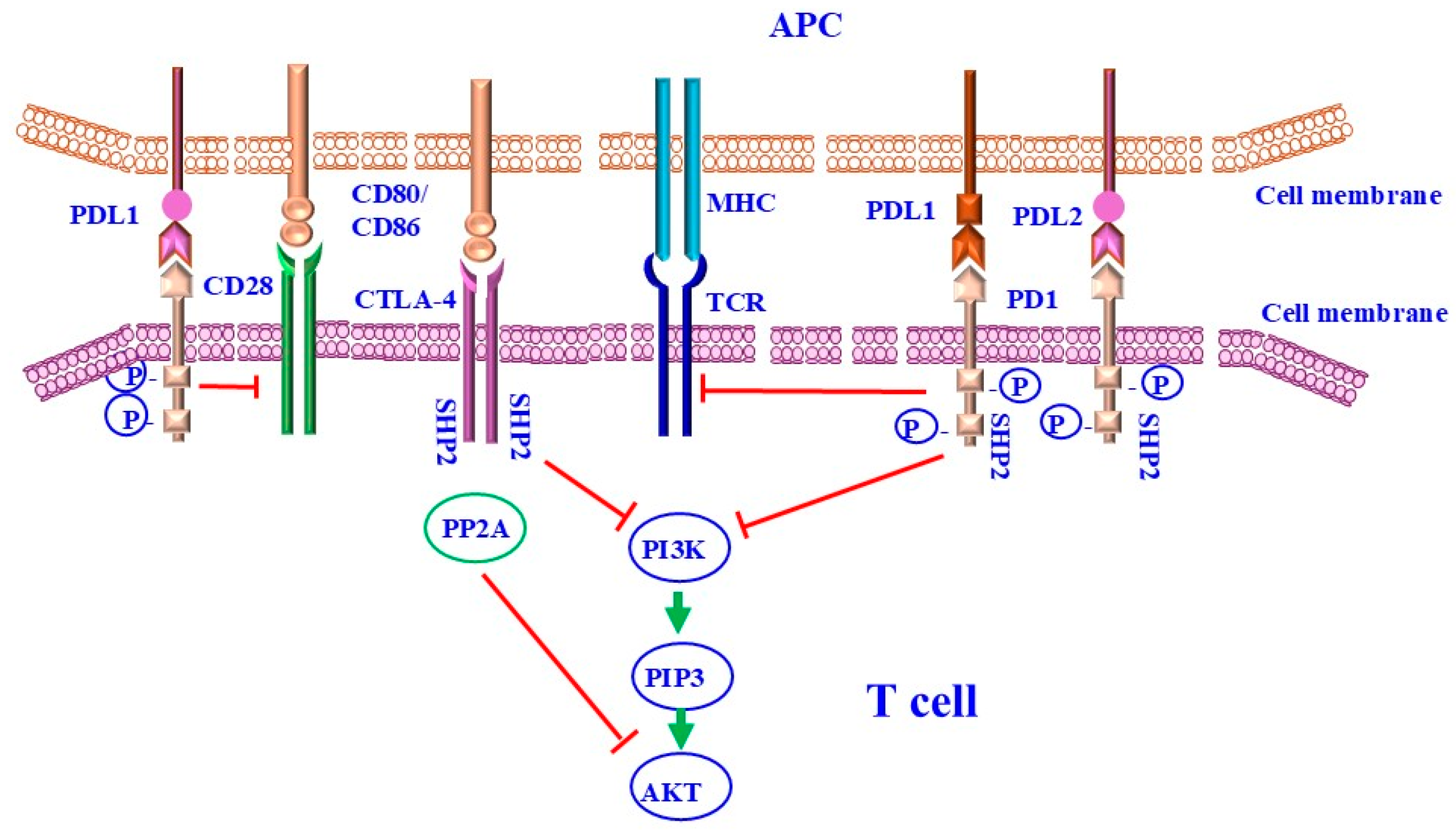 Ijms 26 00088 g003 Ijms 26 00088 g003