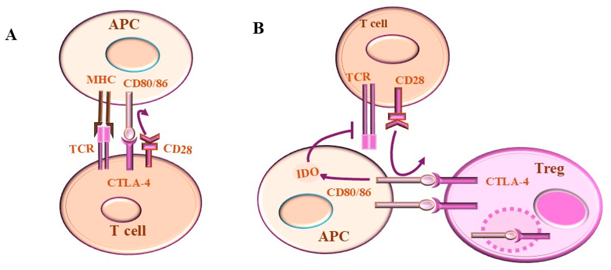 Ijms 26 00088 g004 Ijms 26 00088 g004