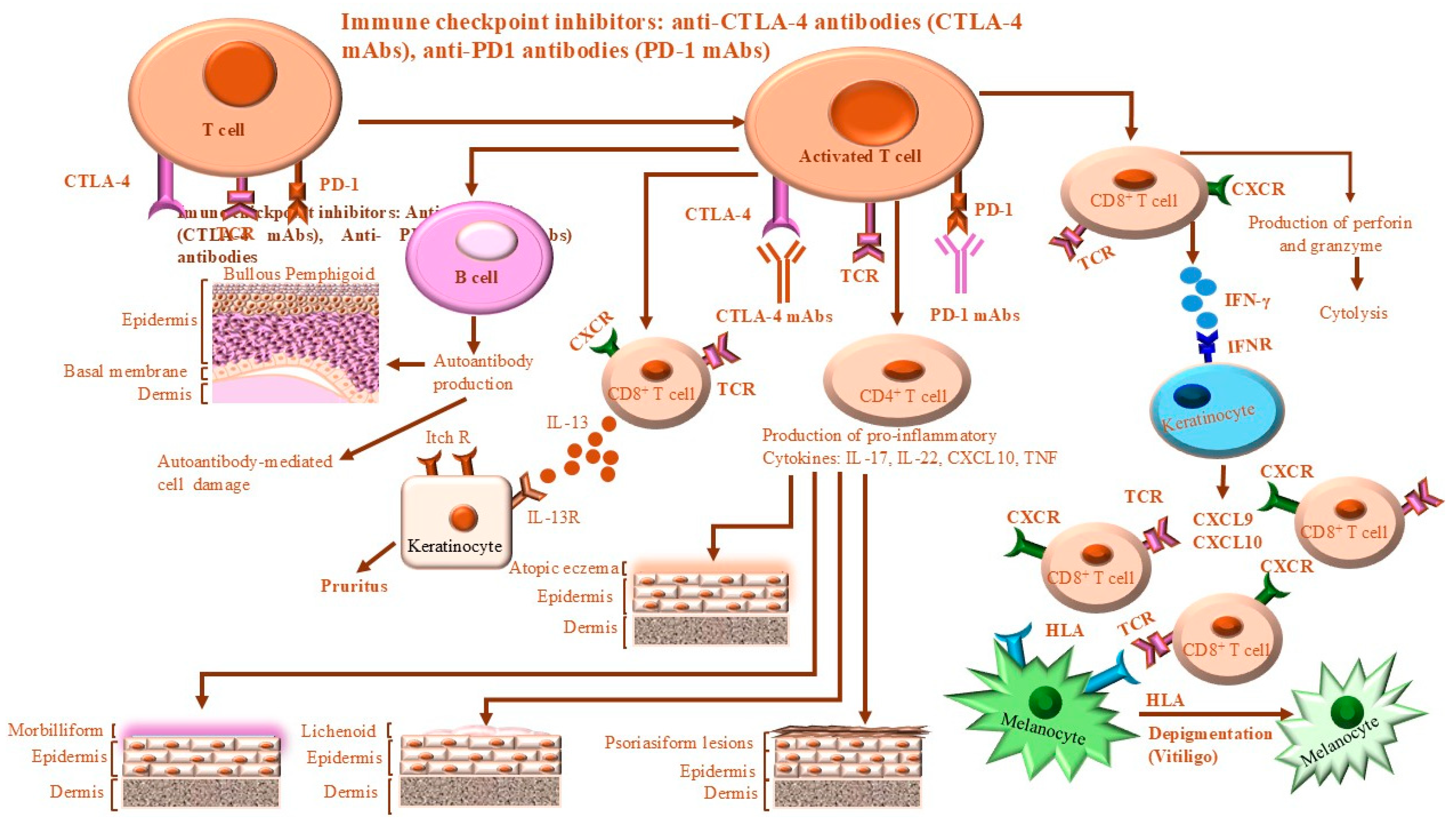 Ijms 26 00088 g006 Ijms 26 00088 g006