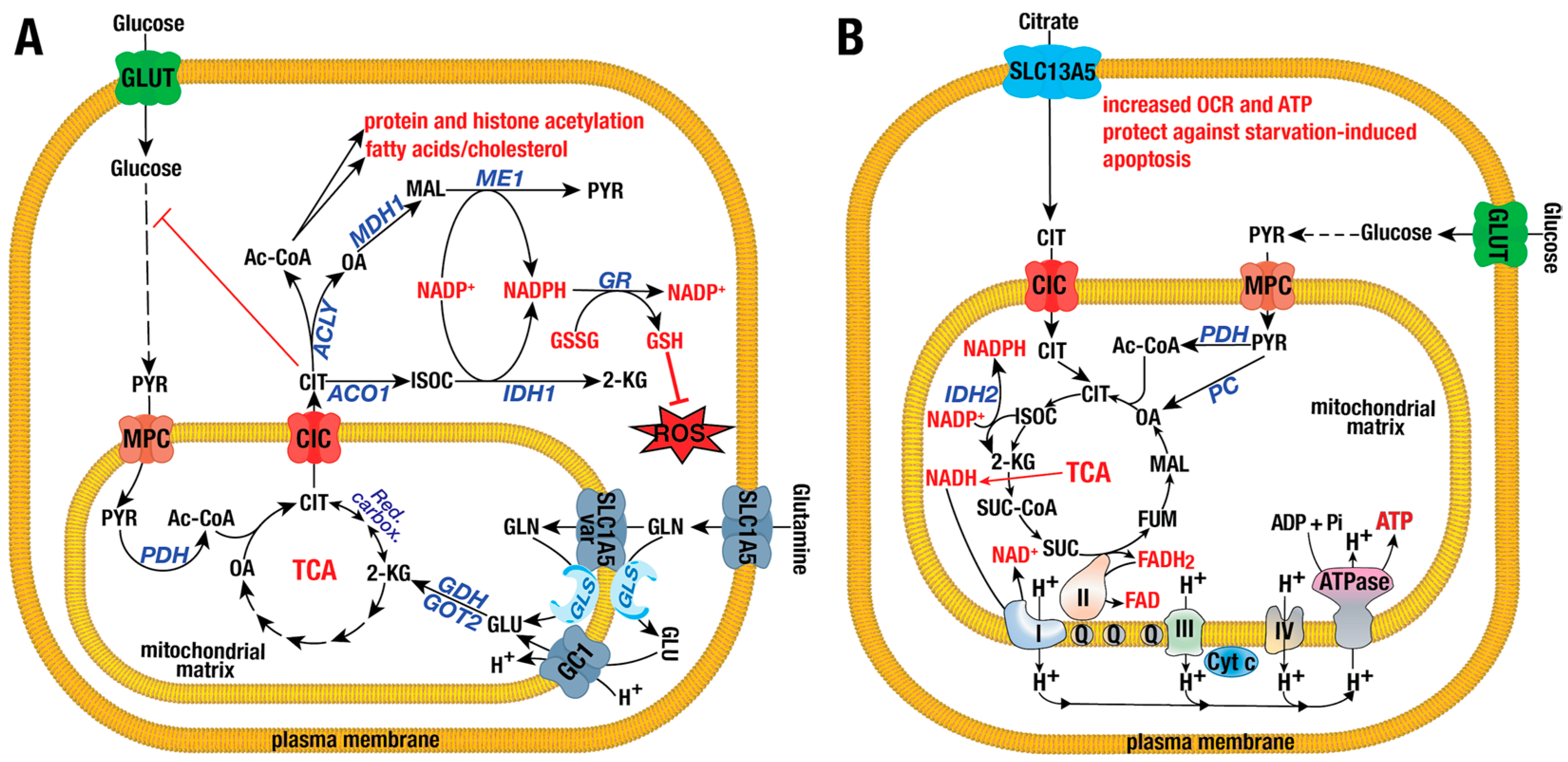 Ijms 26 00092 g001 Ijms 26 00092 g001