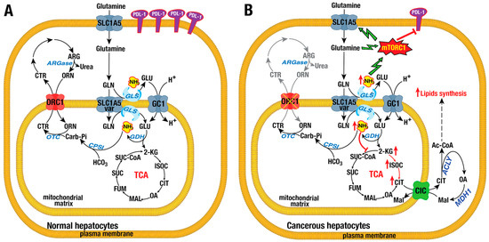 The Role of Mitochondrial Solute Carriers SLC25 in Cancer