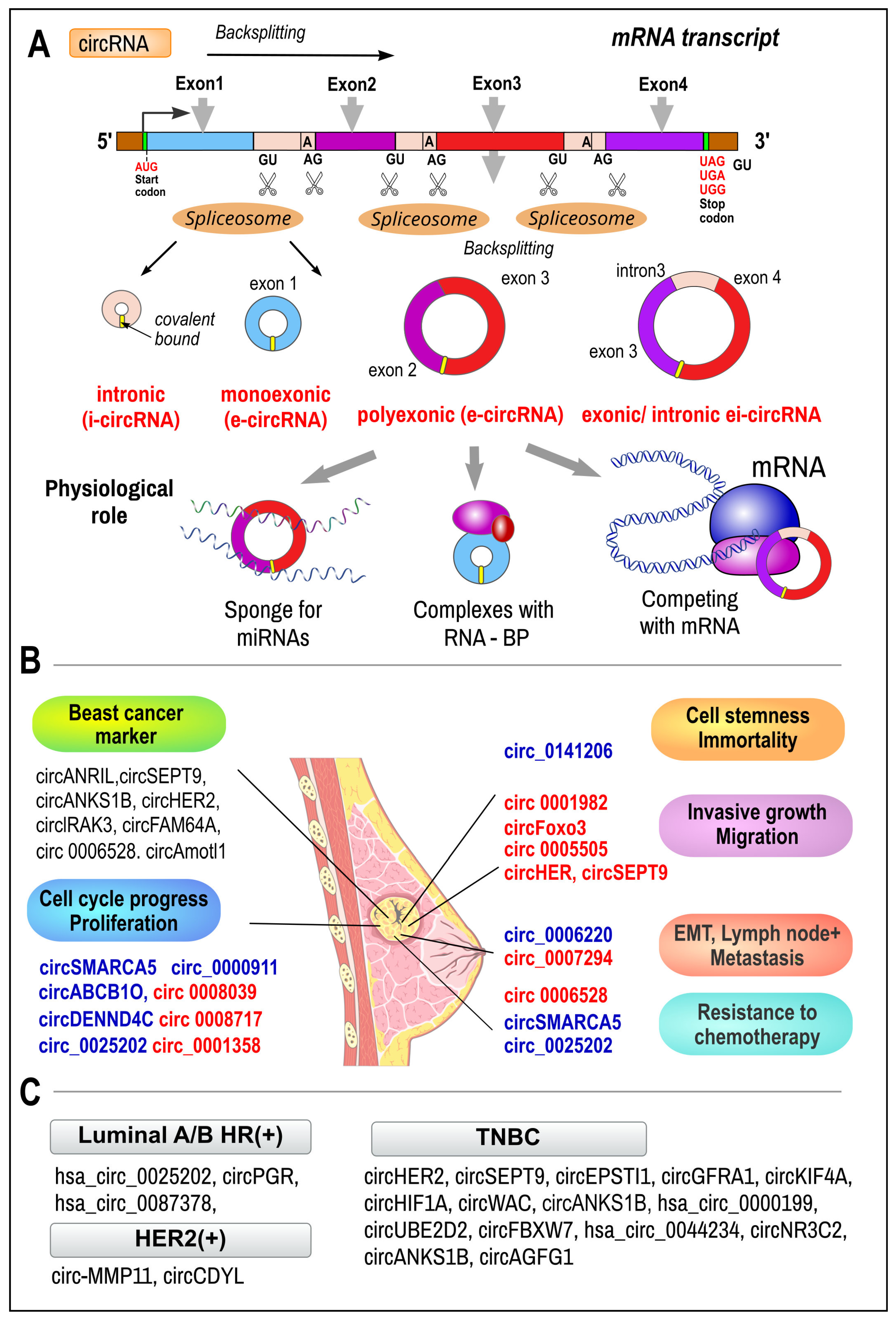 Ijms 26 00127 g004 Ijms 26 00127 g004