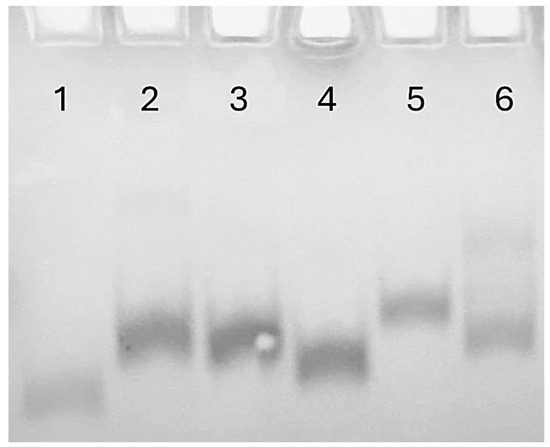 釈迦 Probing the Effects of Chemical Modifications on