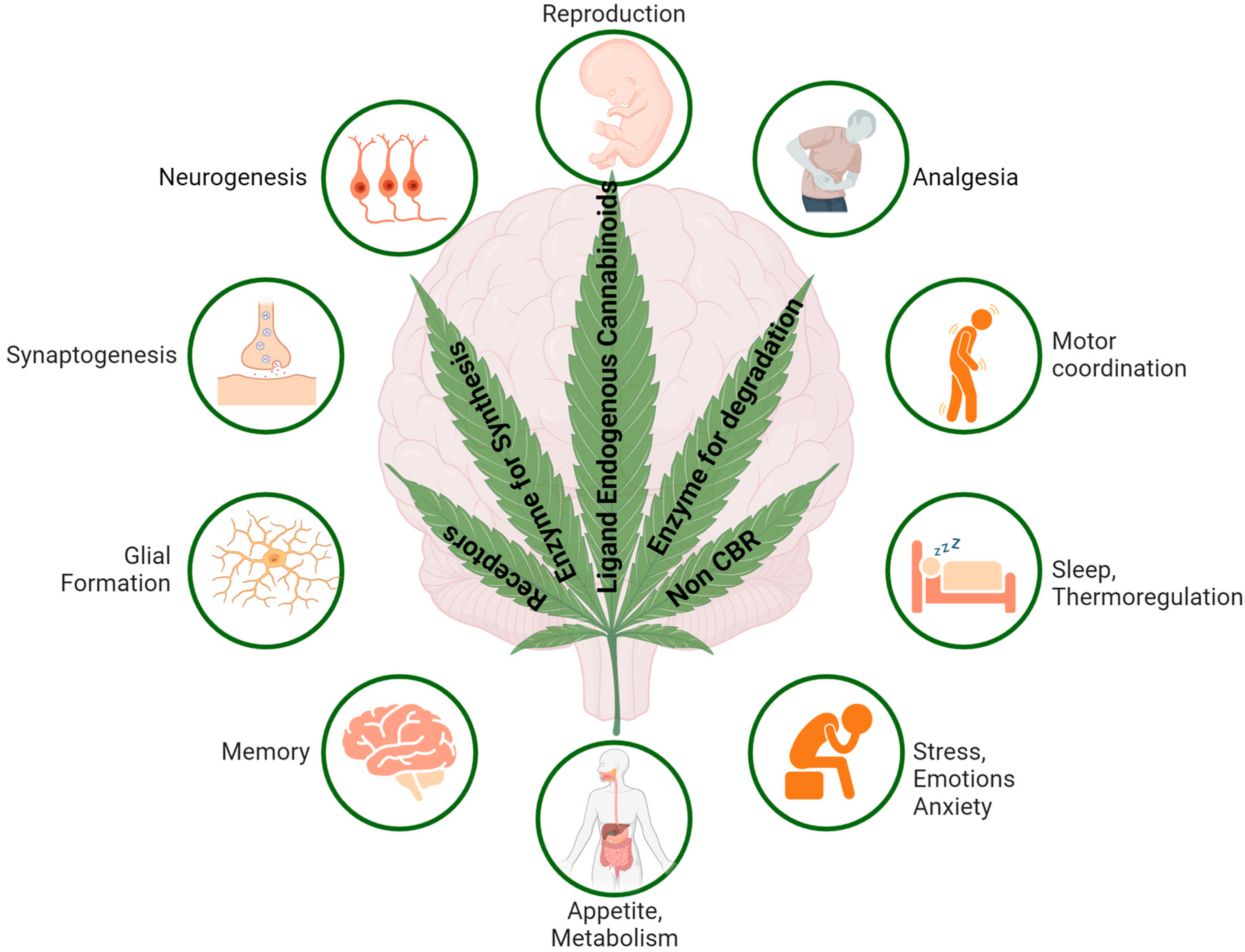 VIRTUES Effects Lander Cannabinoids: Role in Neurological Diseases and Psychiatric