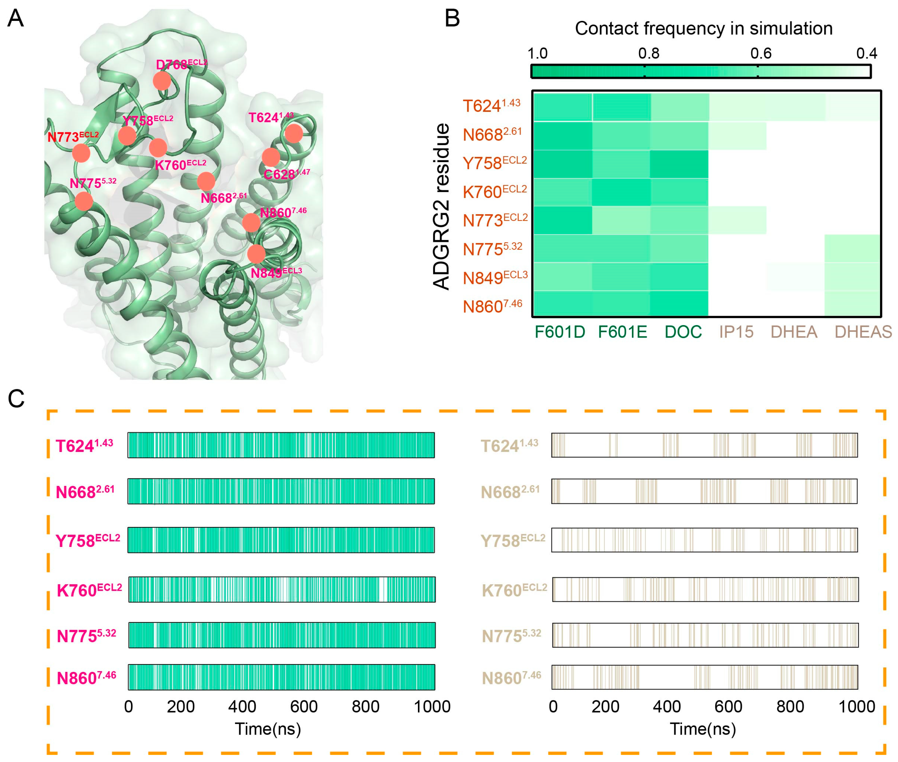 Exploring the Binding Mechanism of ADGRG2 Through Metadynamics and Biochemical Analysis Exploring the Binding Mechanism of ADGRG2 Through Metadynamics and Biochemical Analysis