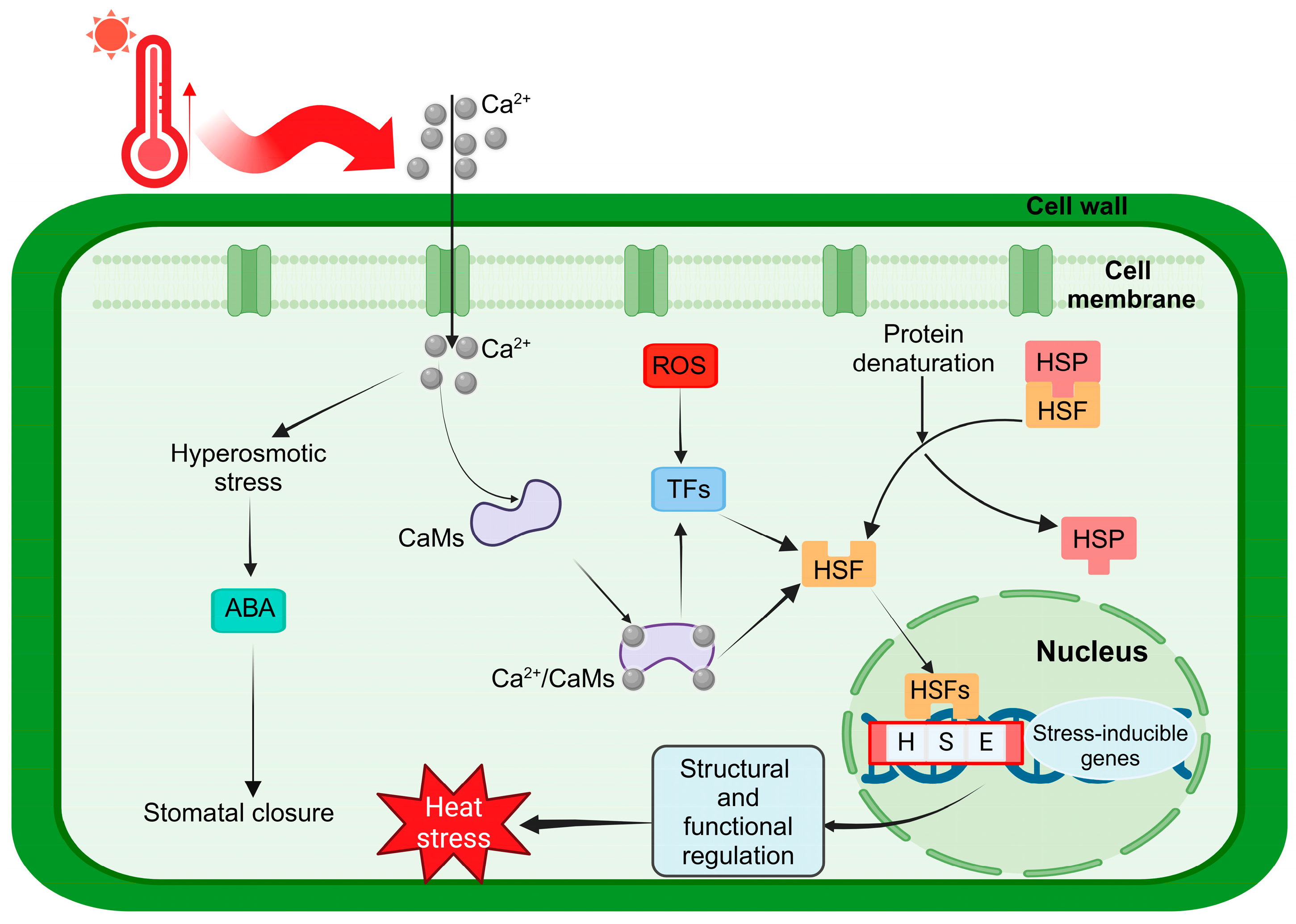 Genome-Wide Characterization of the Heat Shock Transcription