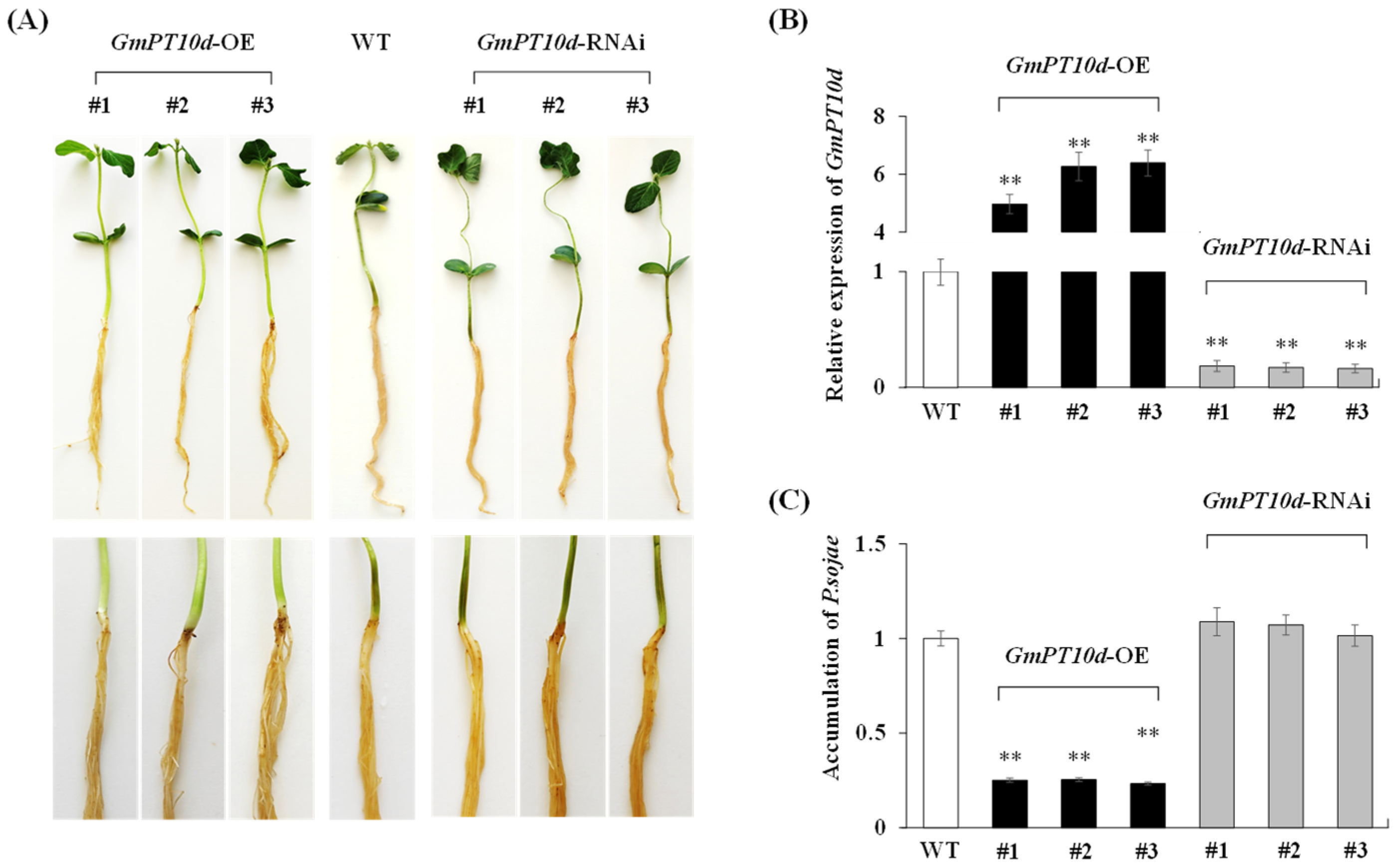 Ijms 26 00191 g002 Ijms 26 00191 g002