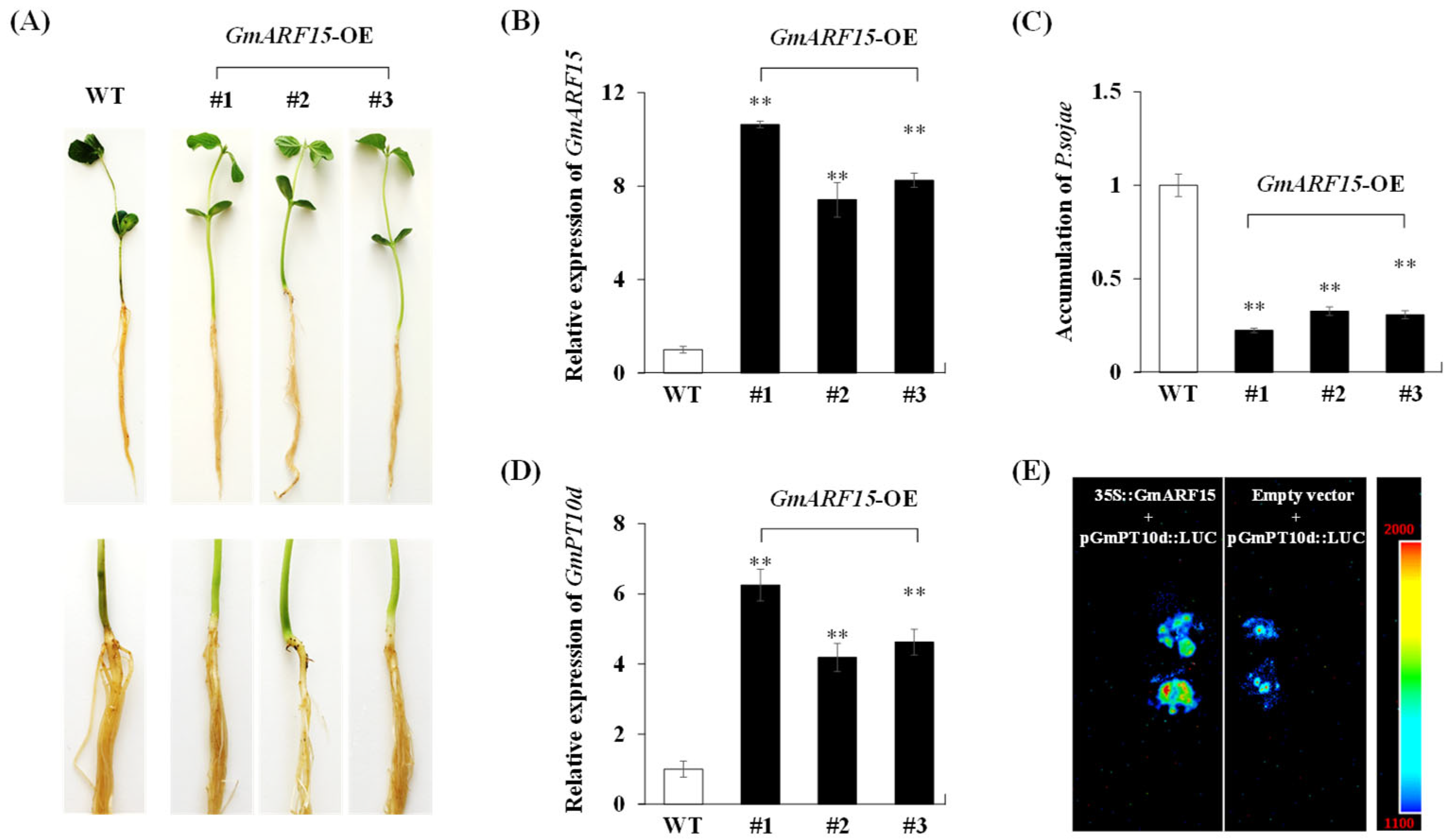 Ijms 26 00191 g005 Ijms 26 00191 g005