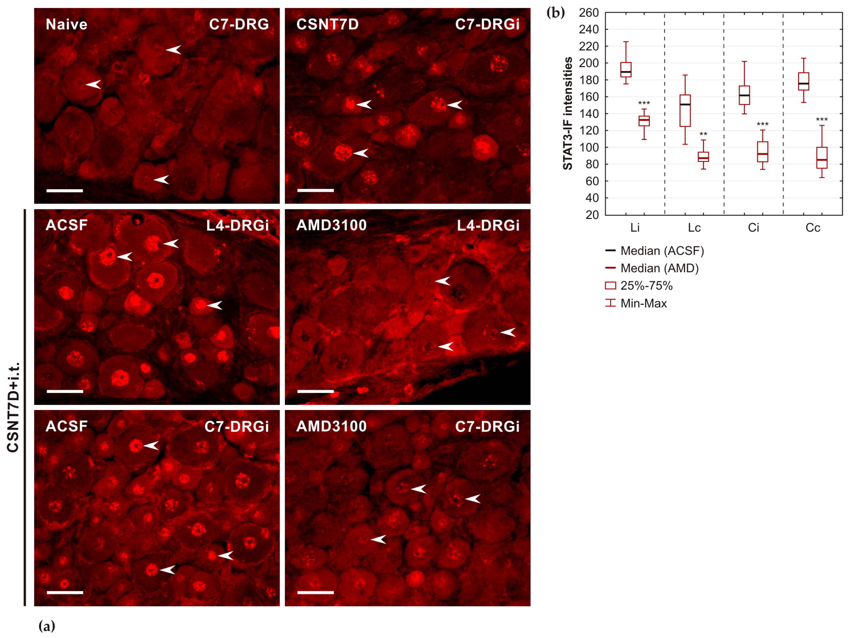 Ijms 26 00193 g007 Ijms 26 00193 g007