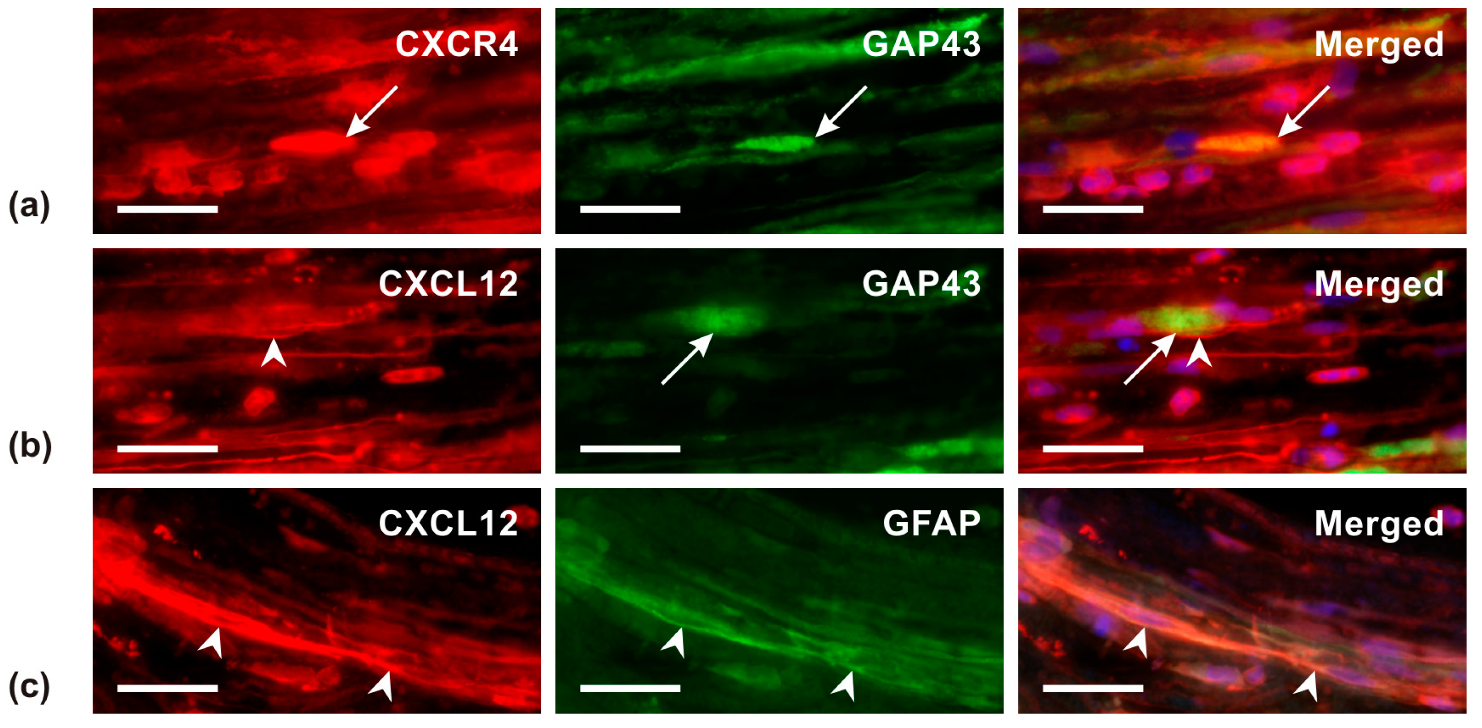 Ijms 26 00193 g009 Ijms 26 00193 g009