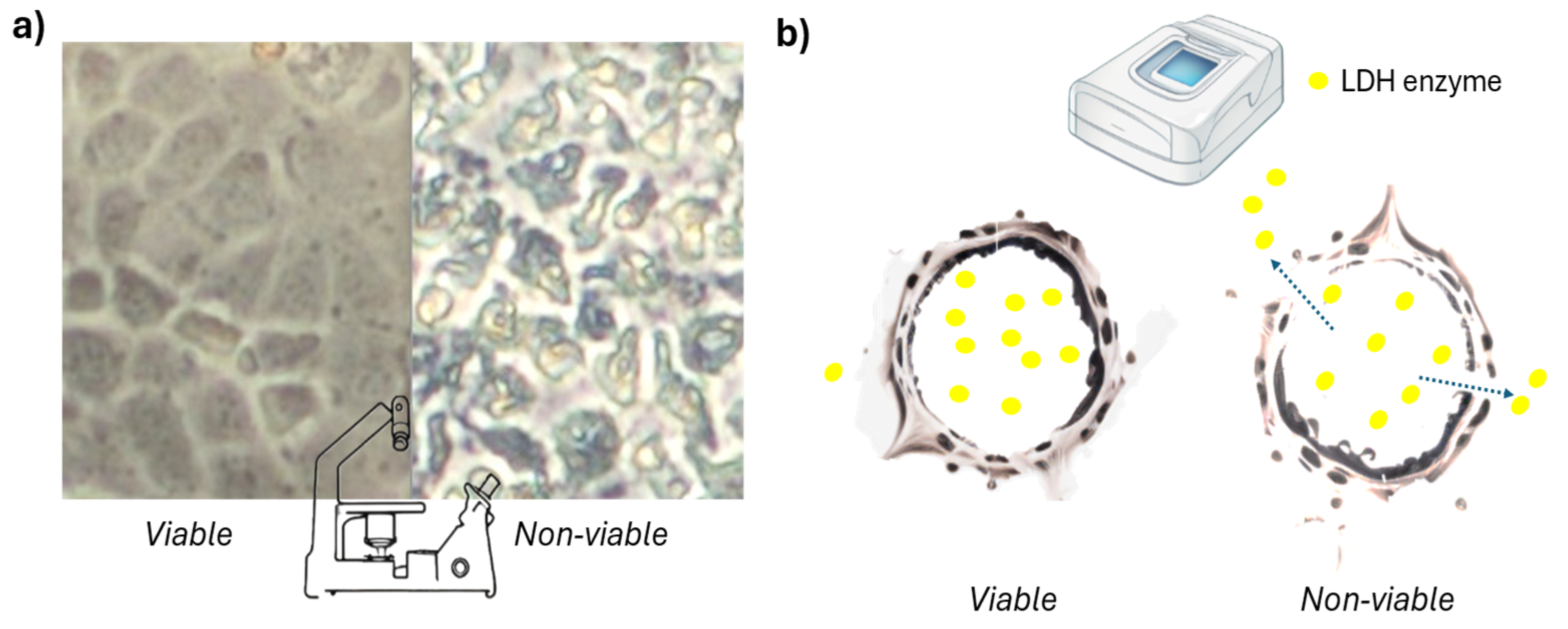 Ijms 26 00220 g001 Ijms 26 00220 g001