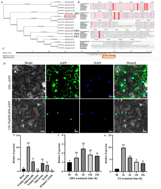 PmbHLH58 from Pinus massoniana Improves Drought Tolerance by
