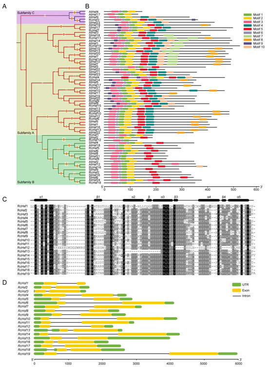 Genome-Wide Analysis of the Hsf Gene Family in Rosa chinensis and ...