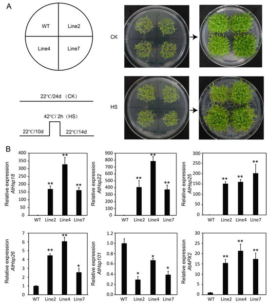Genome-Wide Analysis of the Hsf Gene Family in Rosa chinensis and ...