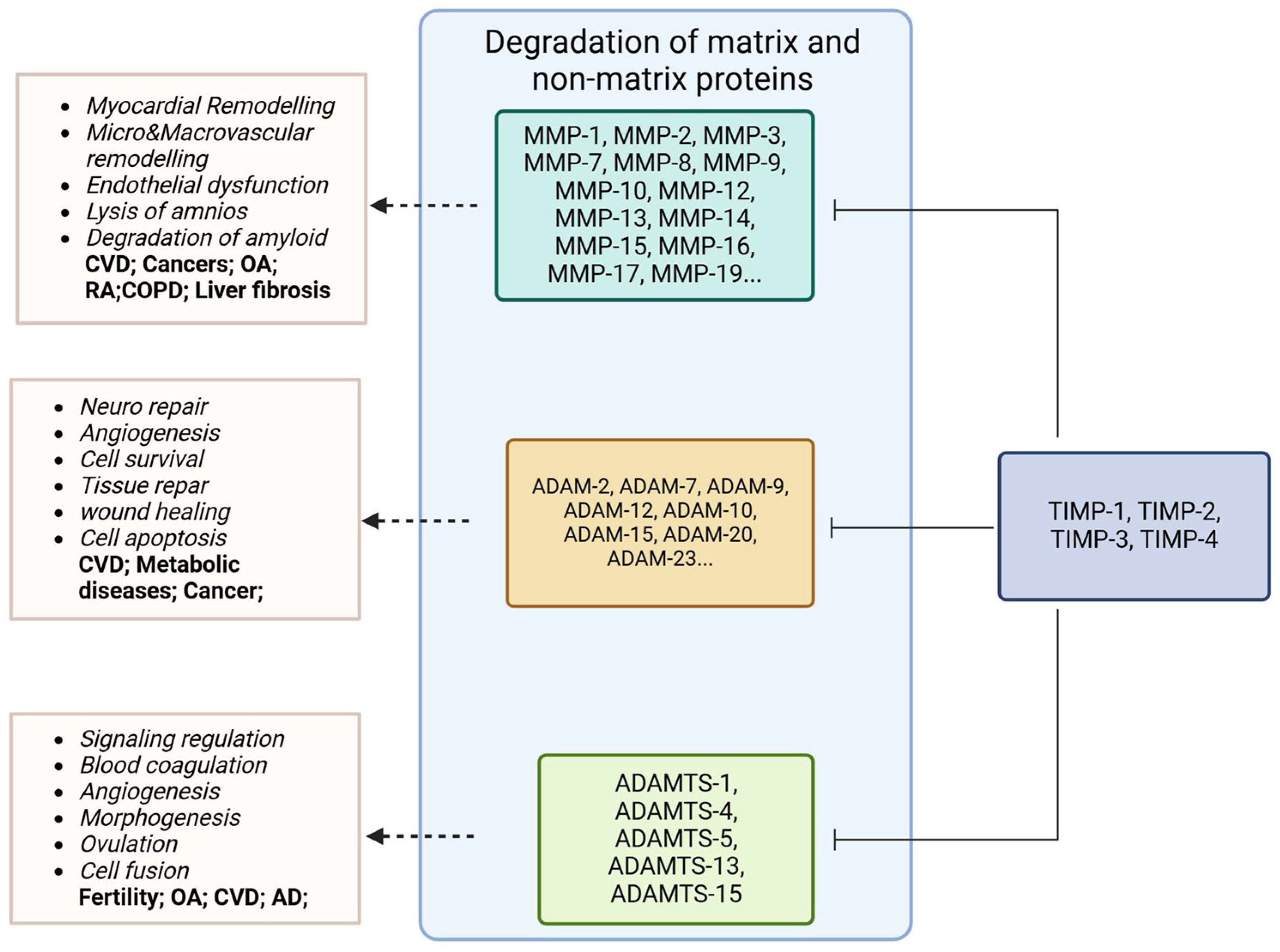 Ijms 26 00321 g001 Ijms 26 00321 g001