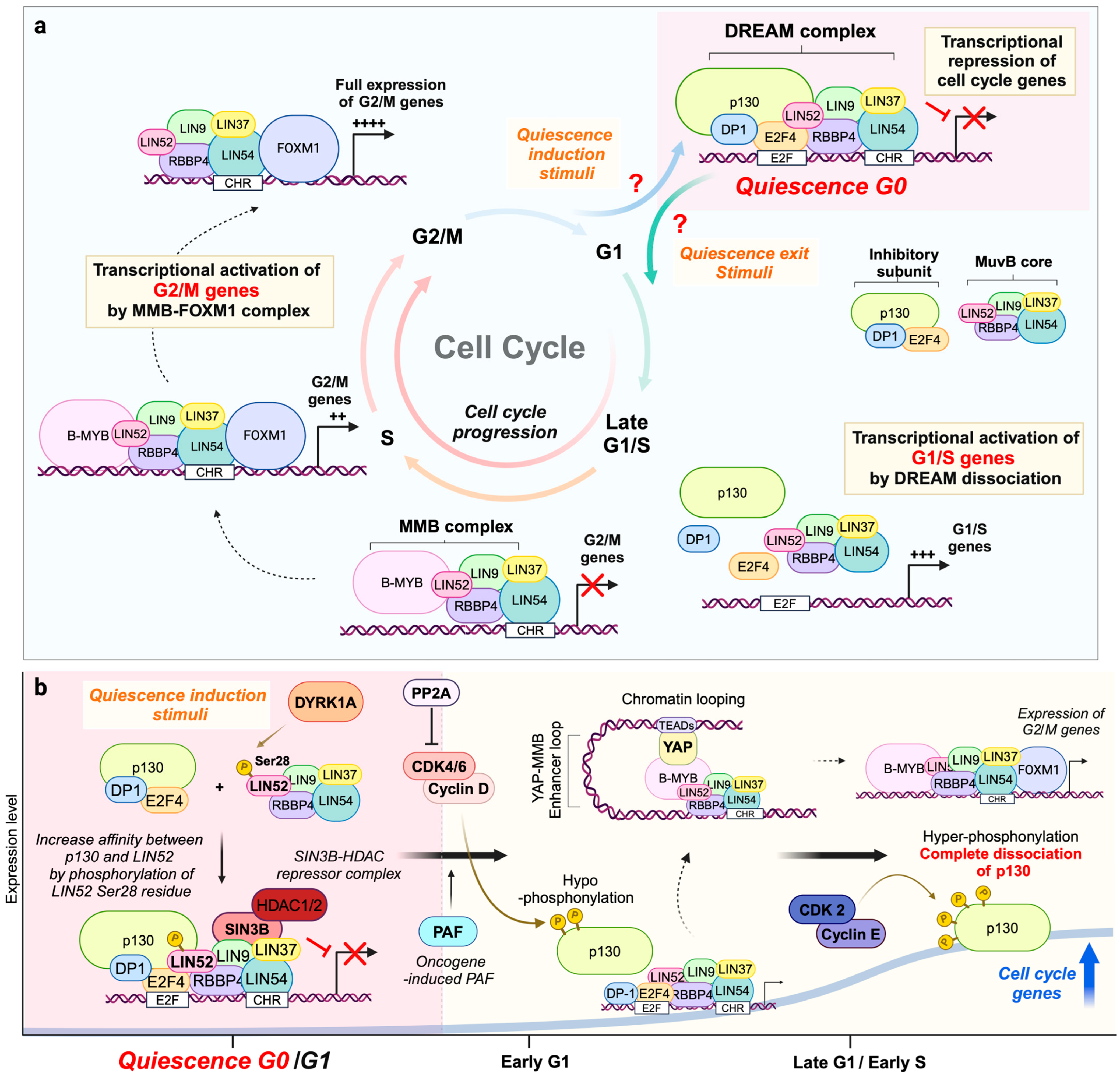 Ijms 26 00322 g001 Ijms 26 00322 g001