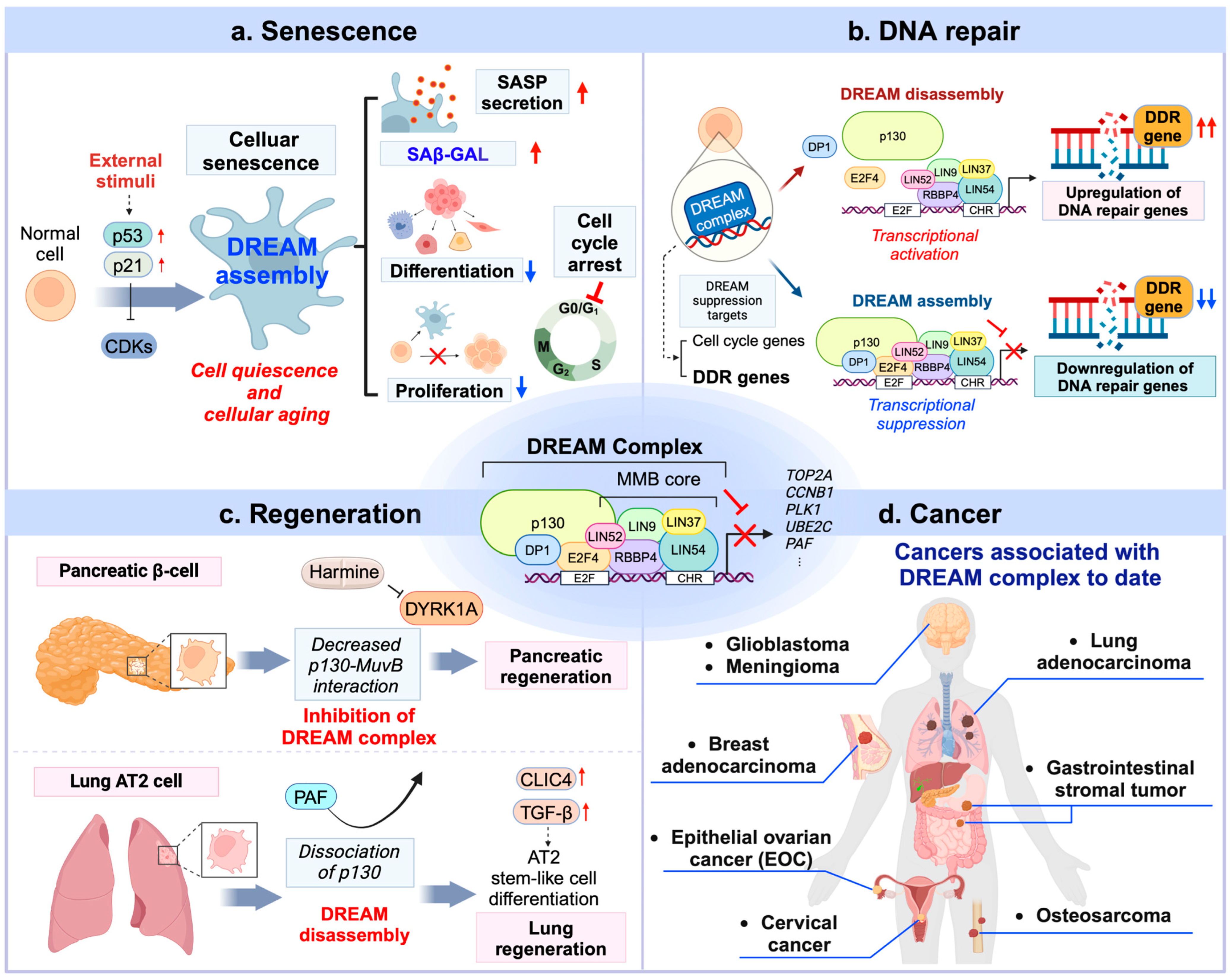 Ijms 26 00322 g002 Ijms 26 00322 g002