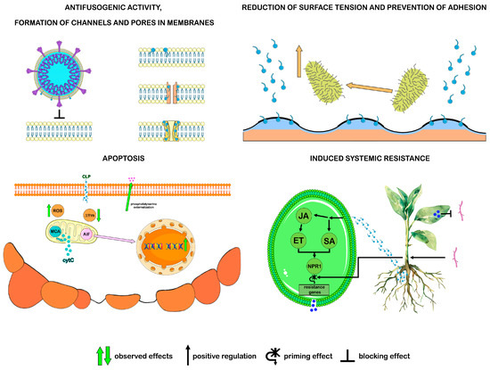 8eight8  Antimicrobial Activity of Bacillus Cyclic Lipopeptides and