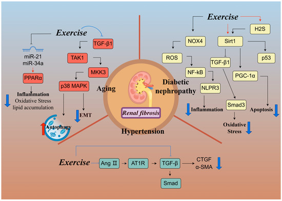 Physical Exercise: A Promising Treatment Against Organ Fibrosis