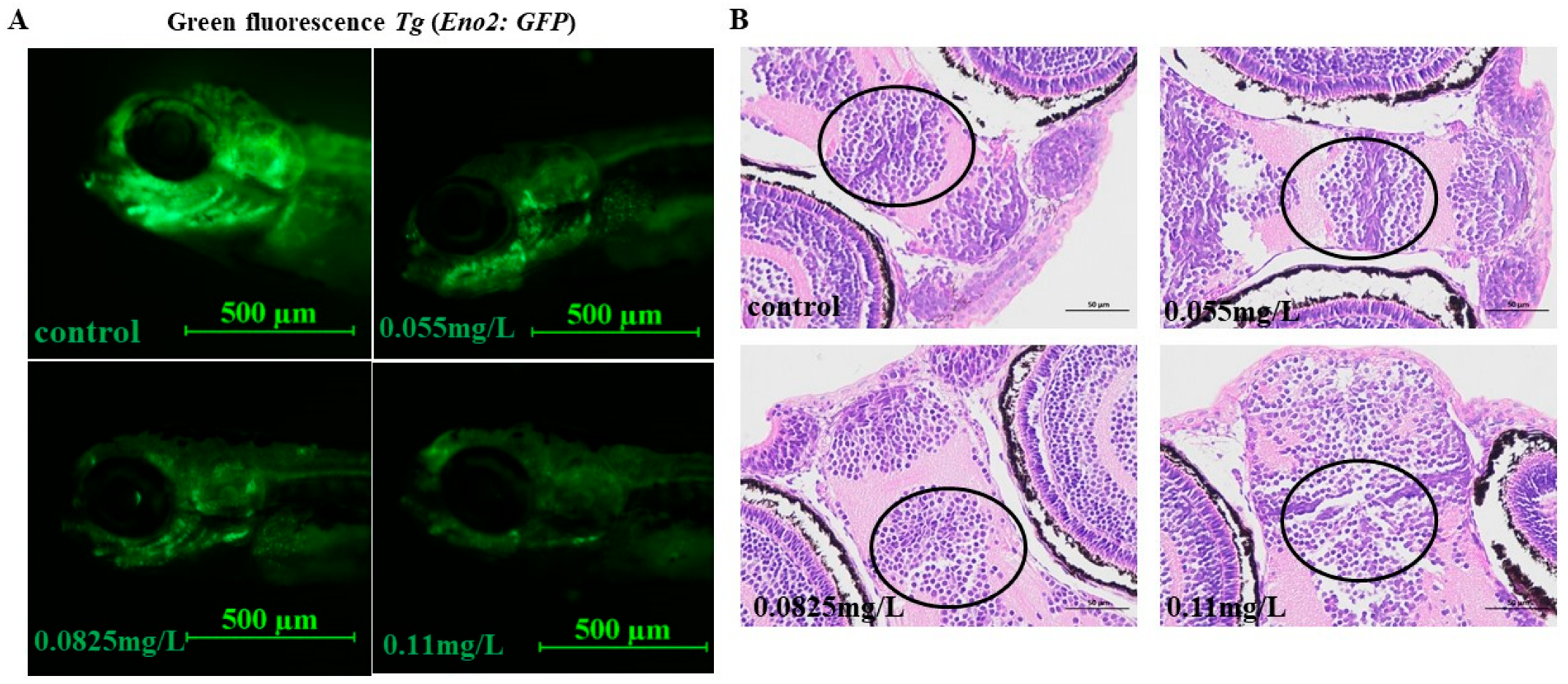 Ijms 26 00349 g002 Ijms 26 00349 g002