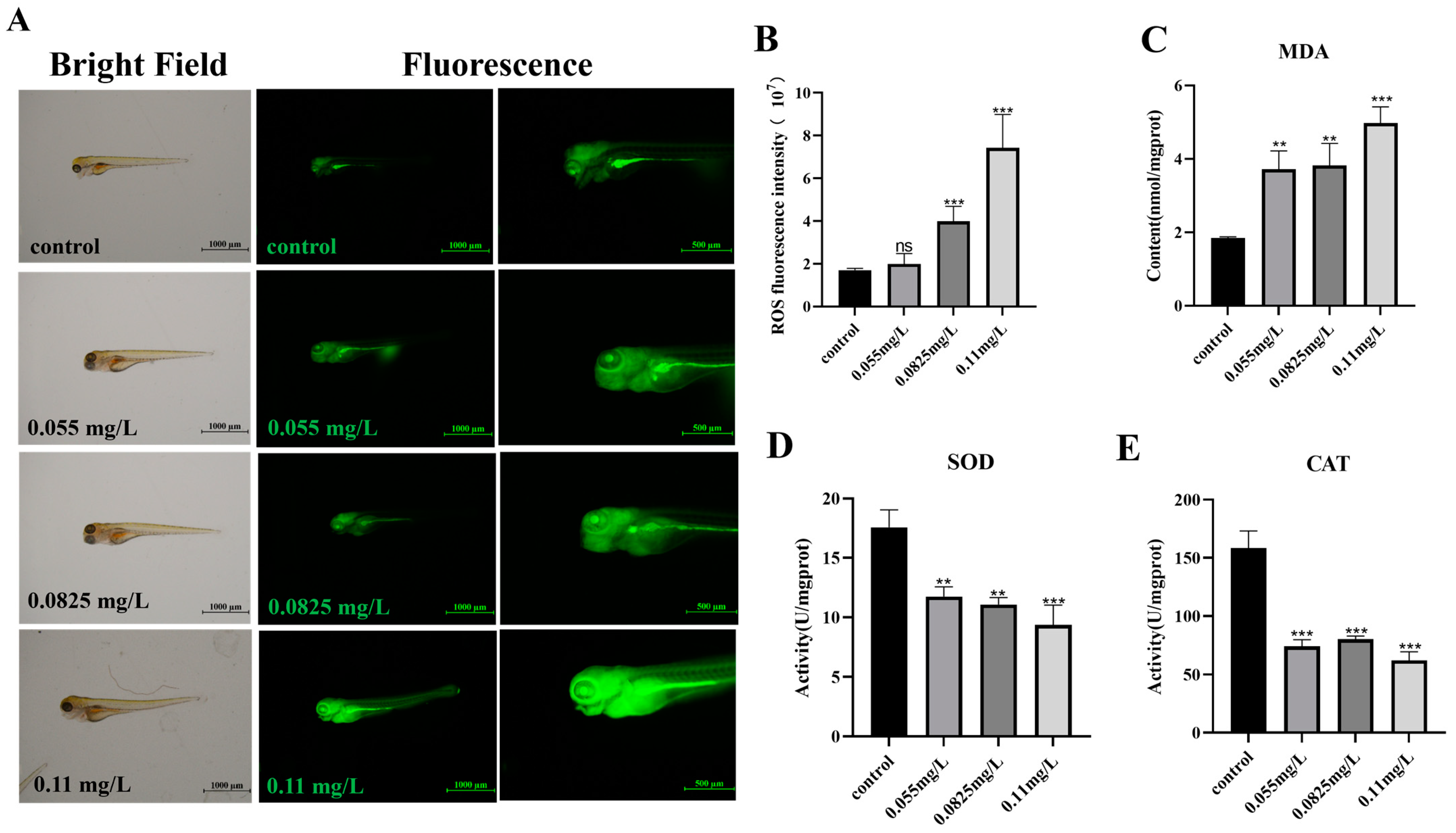 Ijms 26 00349 g005 Ijms 26 00349 g005