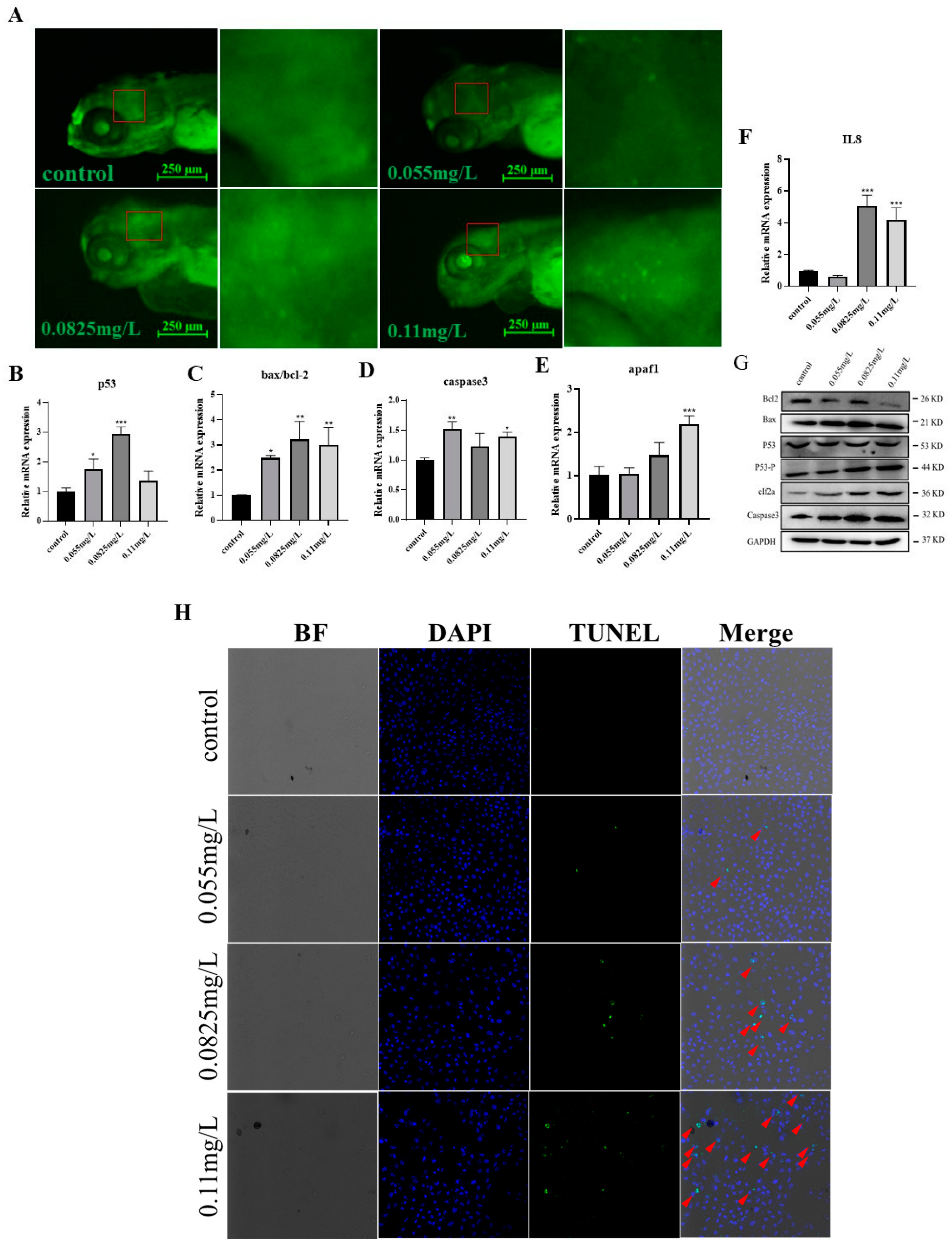 Ijms 26 00349 g006 Ijms 26 00349 g006