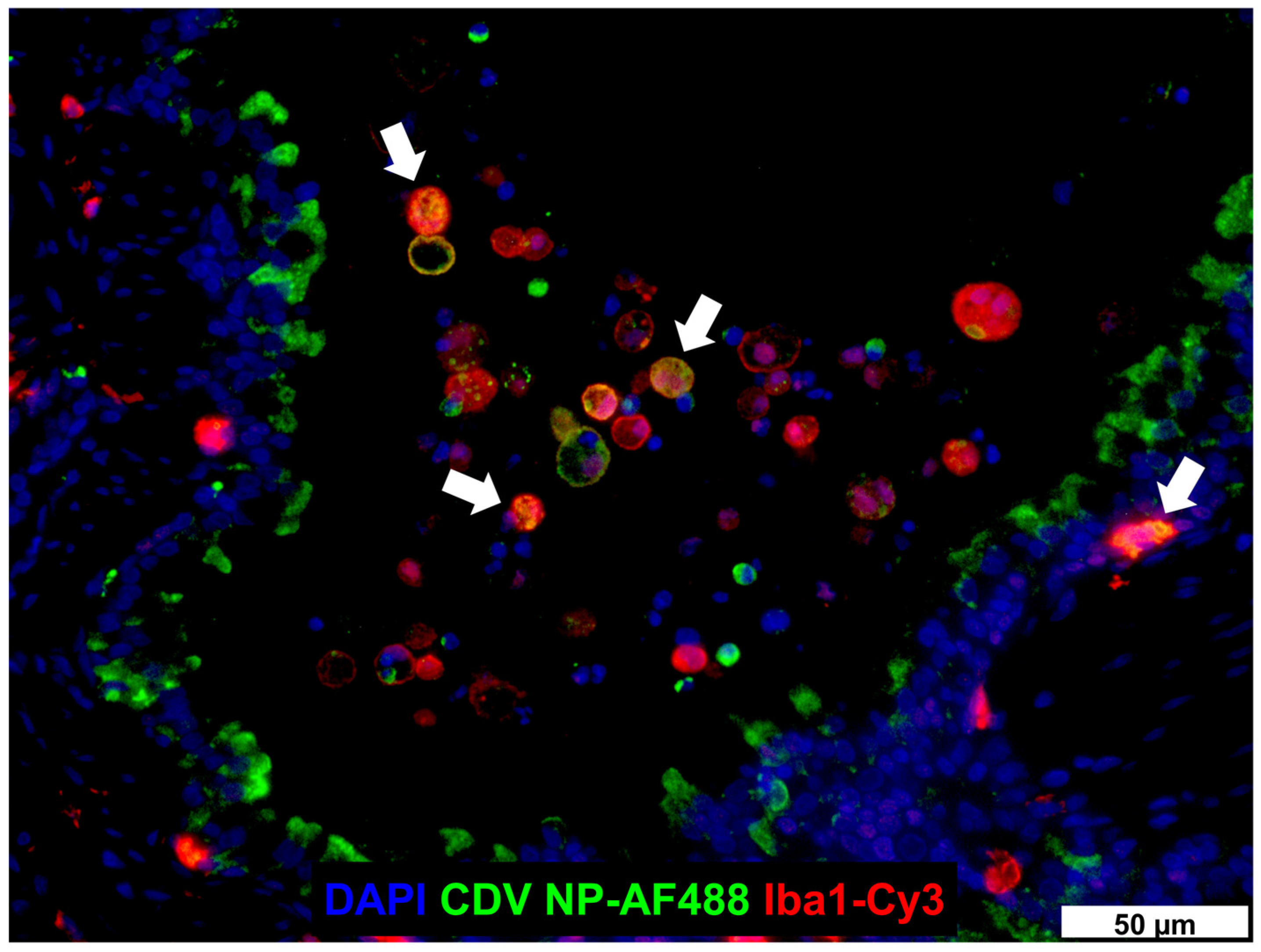 Ijms 26 00407 g003 Ijms 26 00407 g003