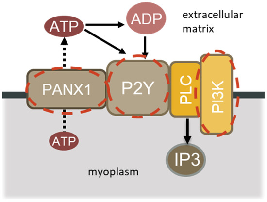 Role of PI3 Kinases in Cell Signaling and Soleus Muscle Atrophy During ...