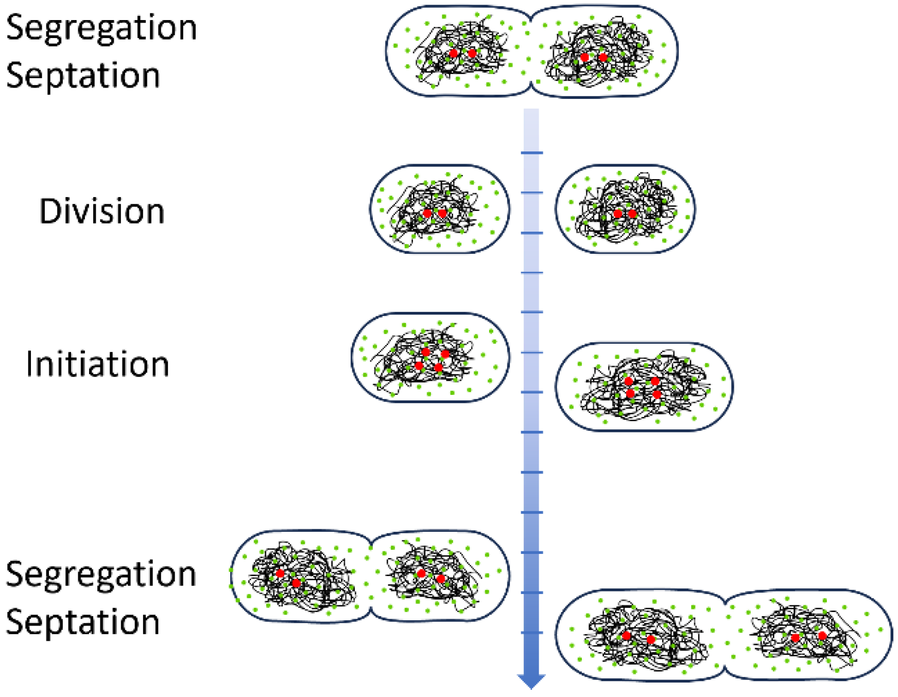 Ijms 26 00464 sch001