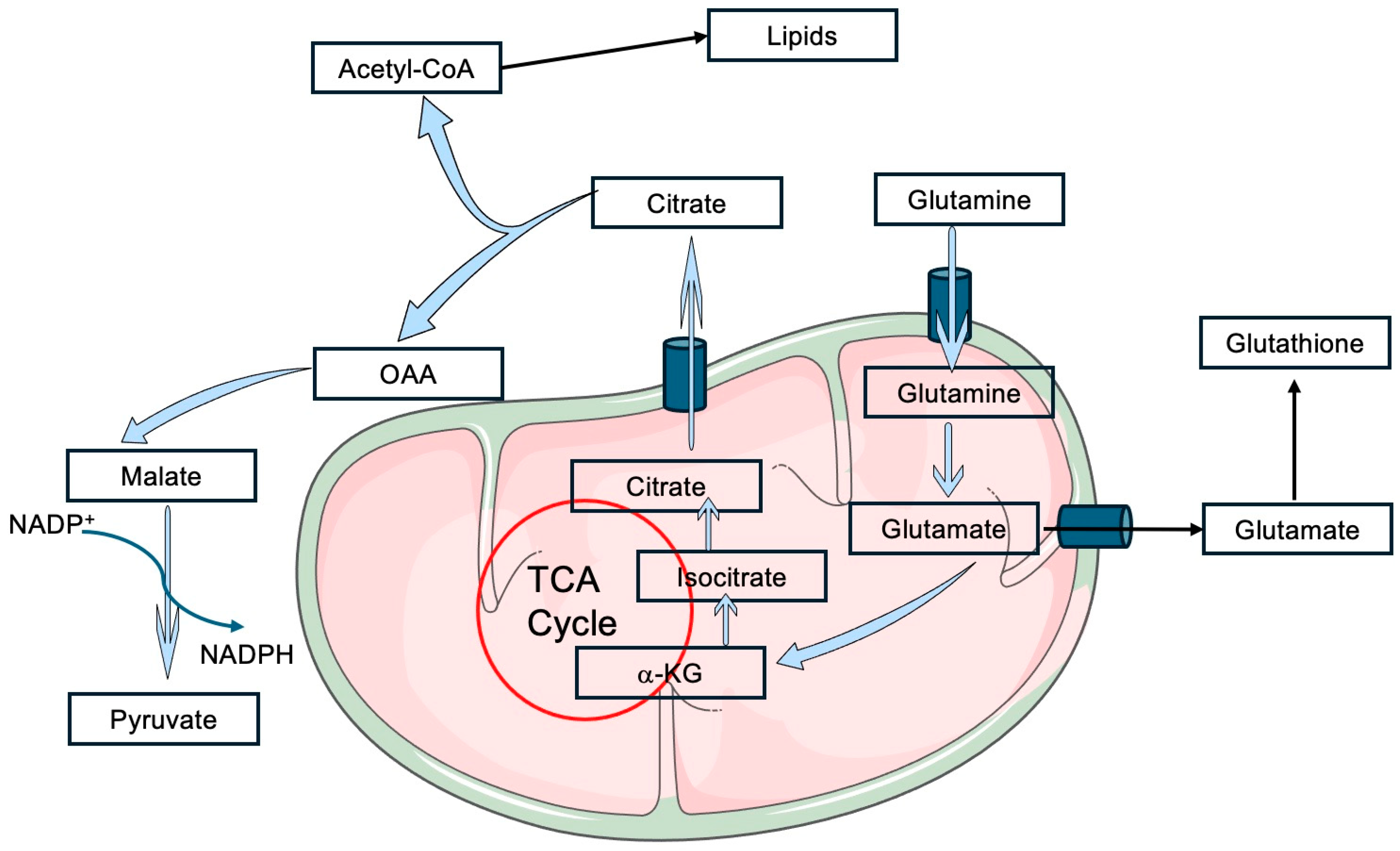 Ijms 26 00498 g003 Ijms 26 00498 g003