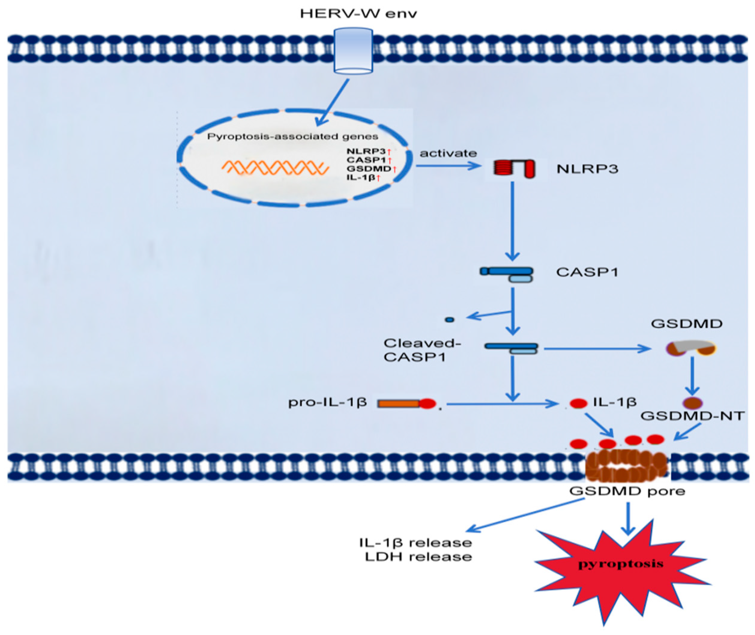 HERV-W Env Induces Neuron Pyroptosis via the NLRP3–CASP1