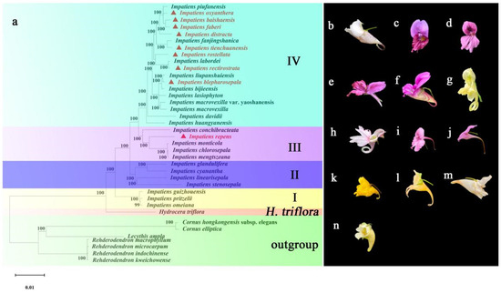 Complete Chloroplast Genomes of 9 Impatiens Species: Genome