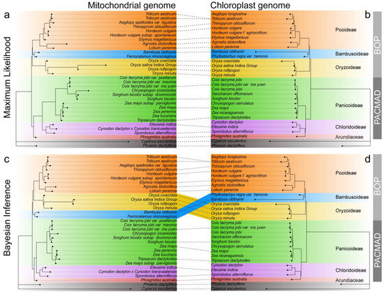 Mitochondrial Genome Insights into Evolution and Gene Mitochondrial Genome Insights into Evolution and Gene