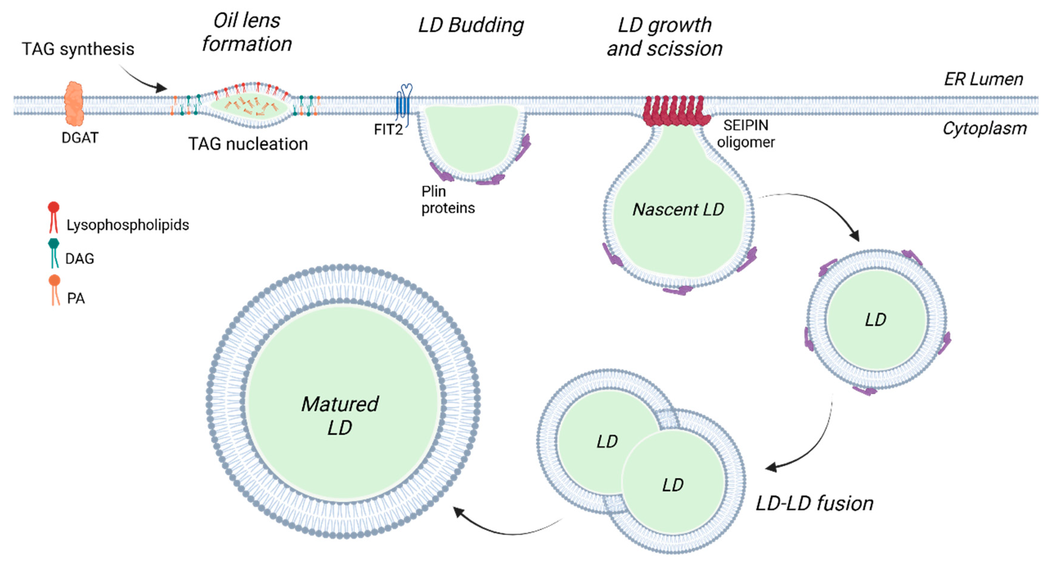 Omics Approaches to Study Perilipins and Their Significant Biological Role  in Cardiometabolic Disorders