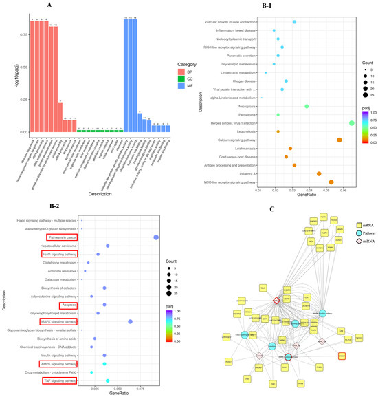 Identification of Novel 58-5p and SREBF1 Interaction and Effects