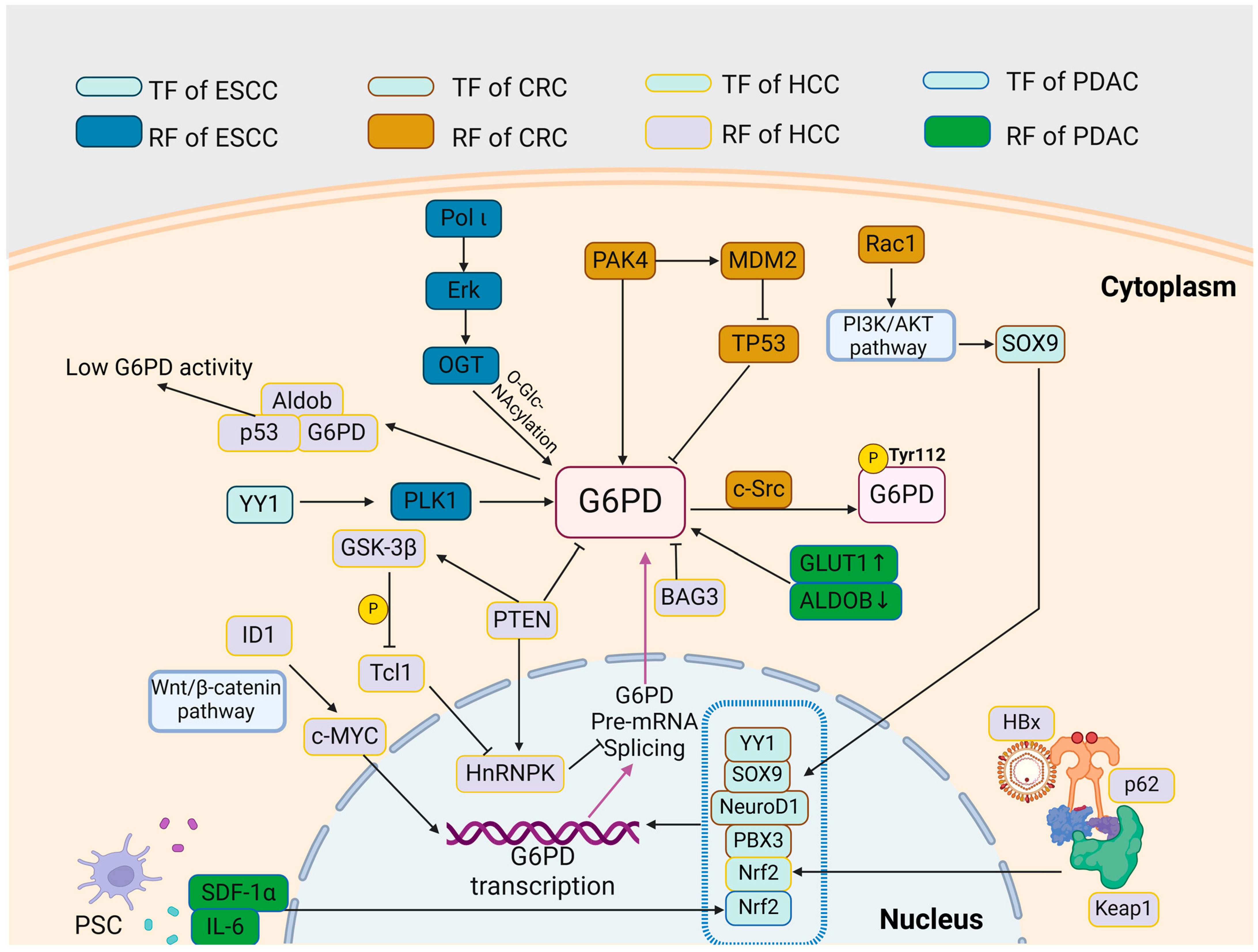 The Pentose Phosphate Pathway: From Mechanisms to