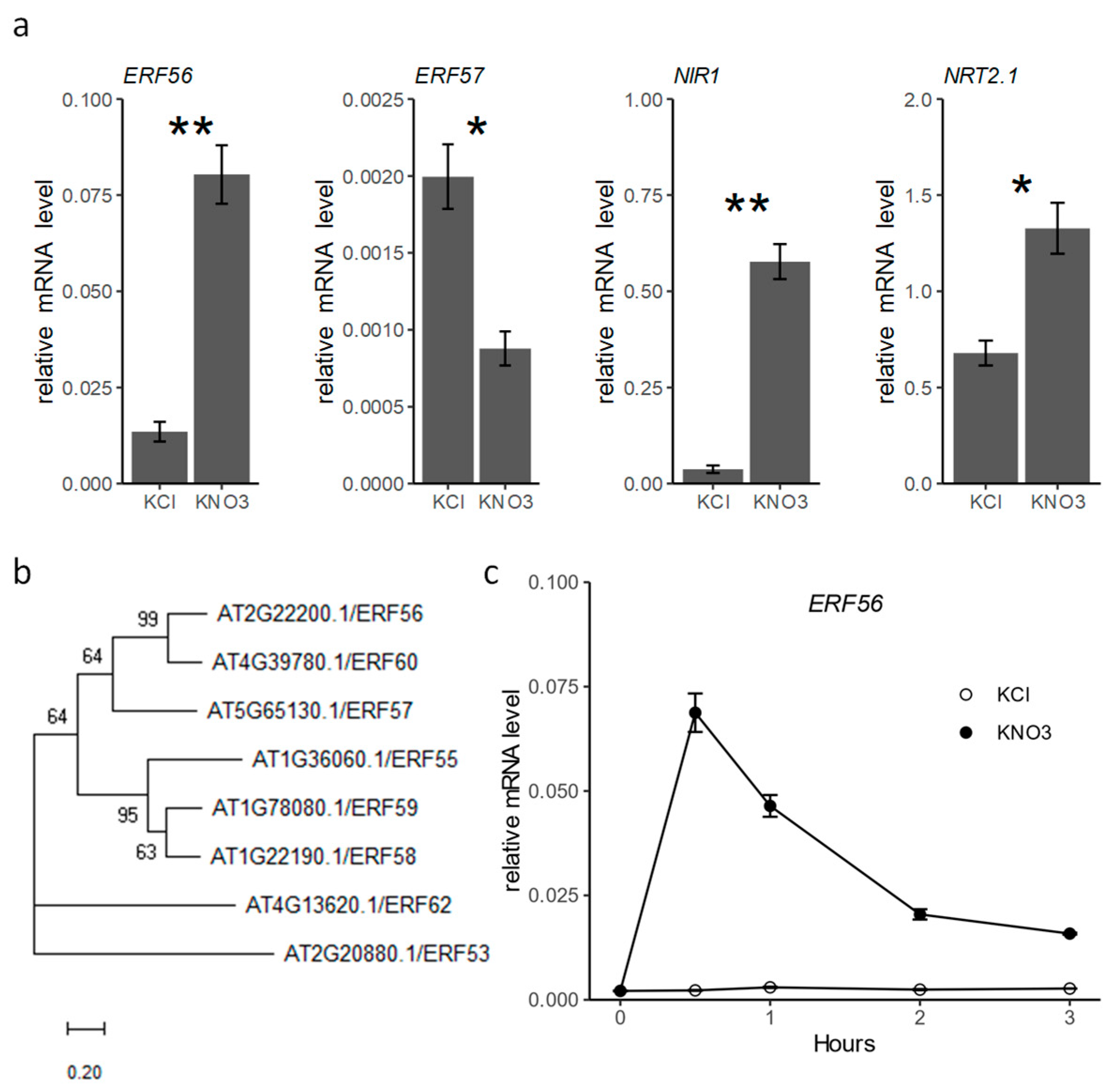 Ijms 26 00613 g001 Ijms 26 00613 g001