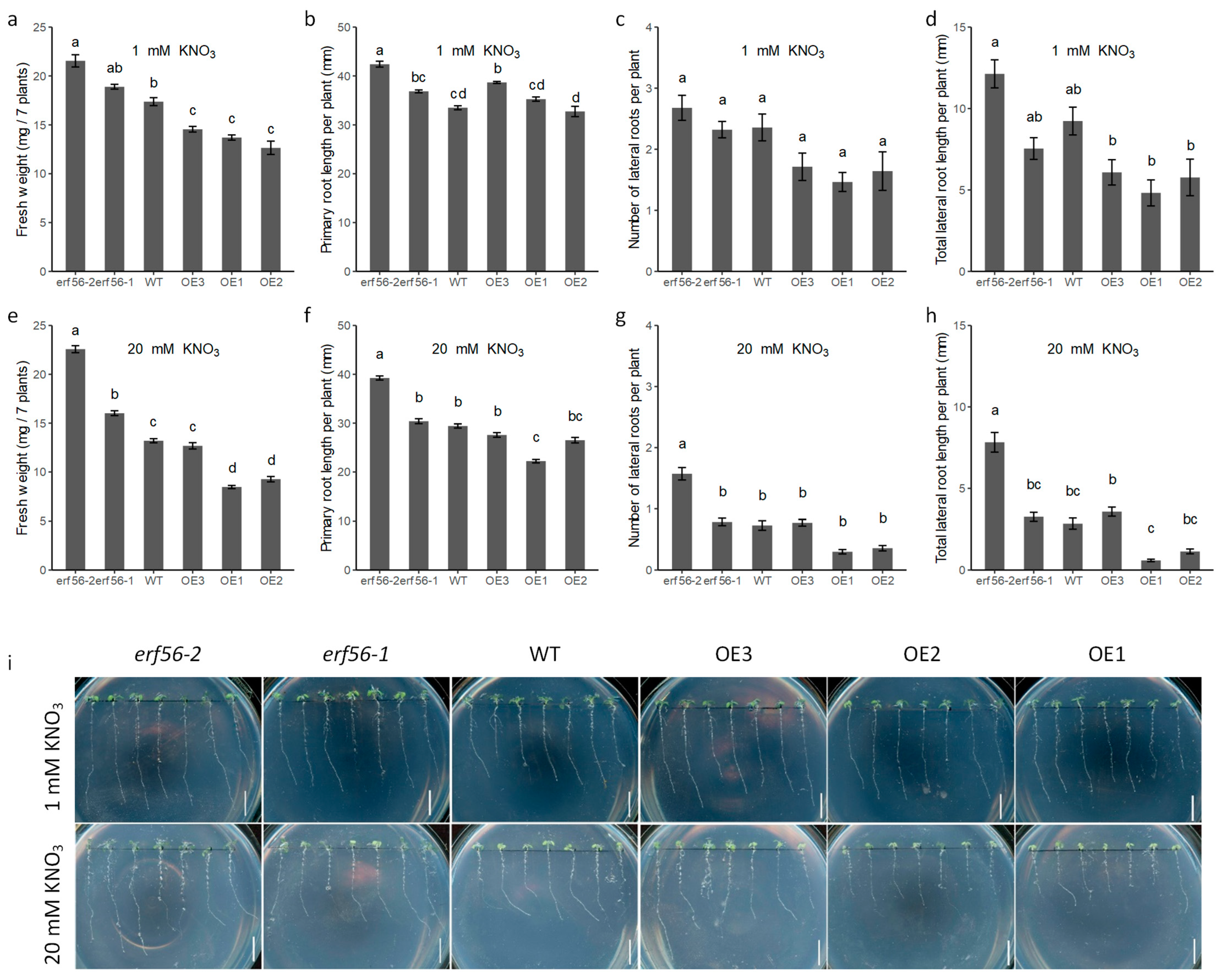 Ijms 26 00613 g003 Ijms 26 00613 g003