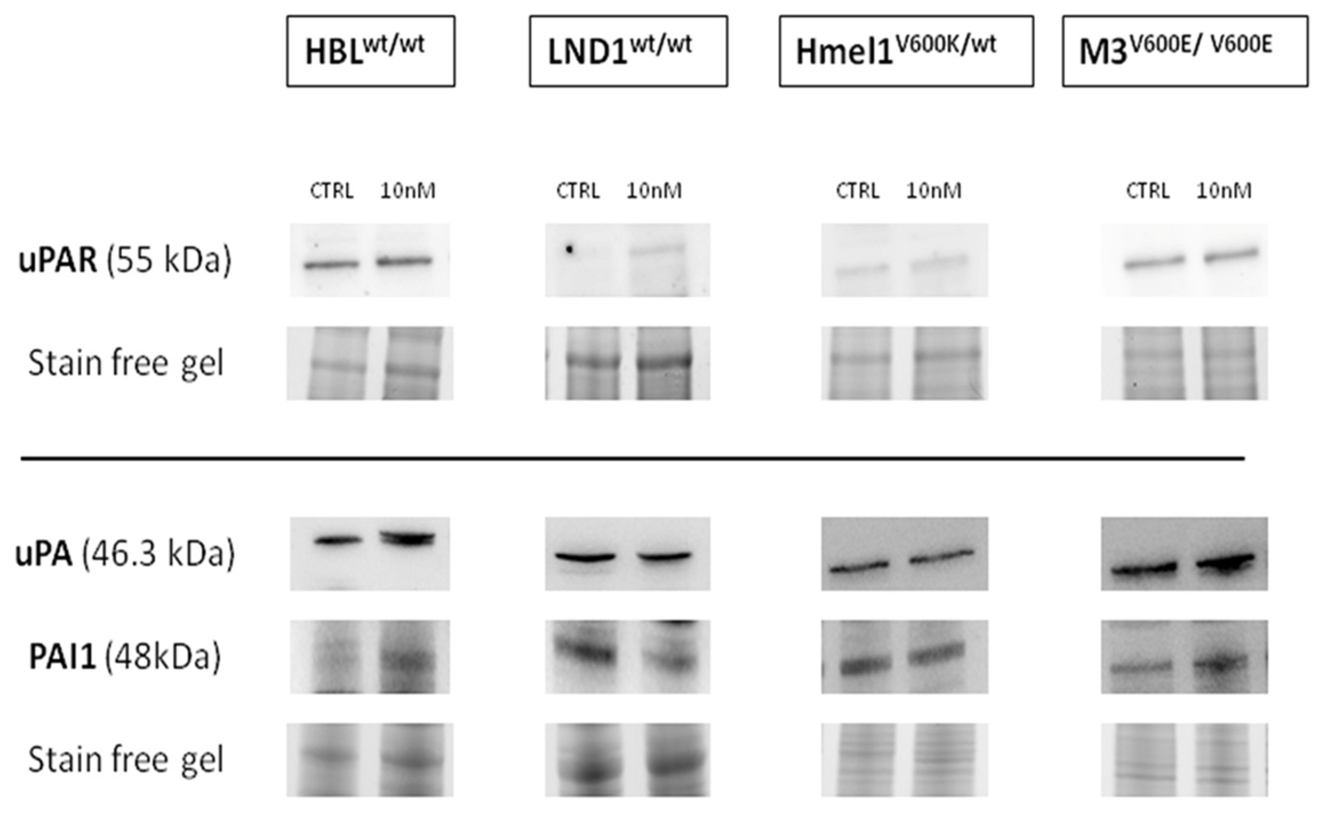 Ijms 26 00652 g005 Ijms 26 00652 g005