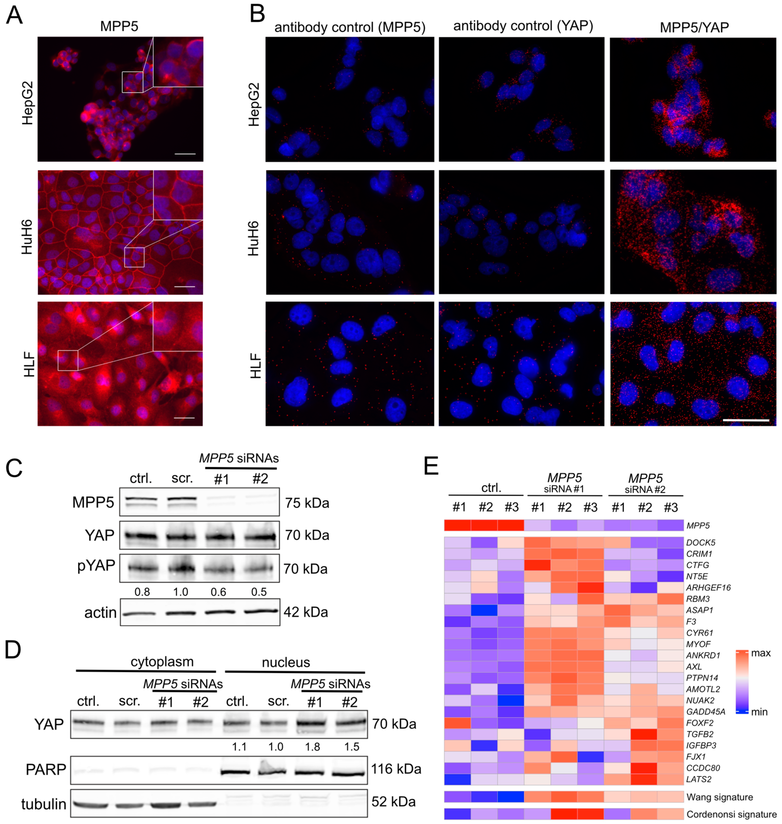健康・医学 PALS The Cell Polarity Protein MPP5/PALS1 Controls the