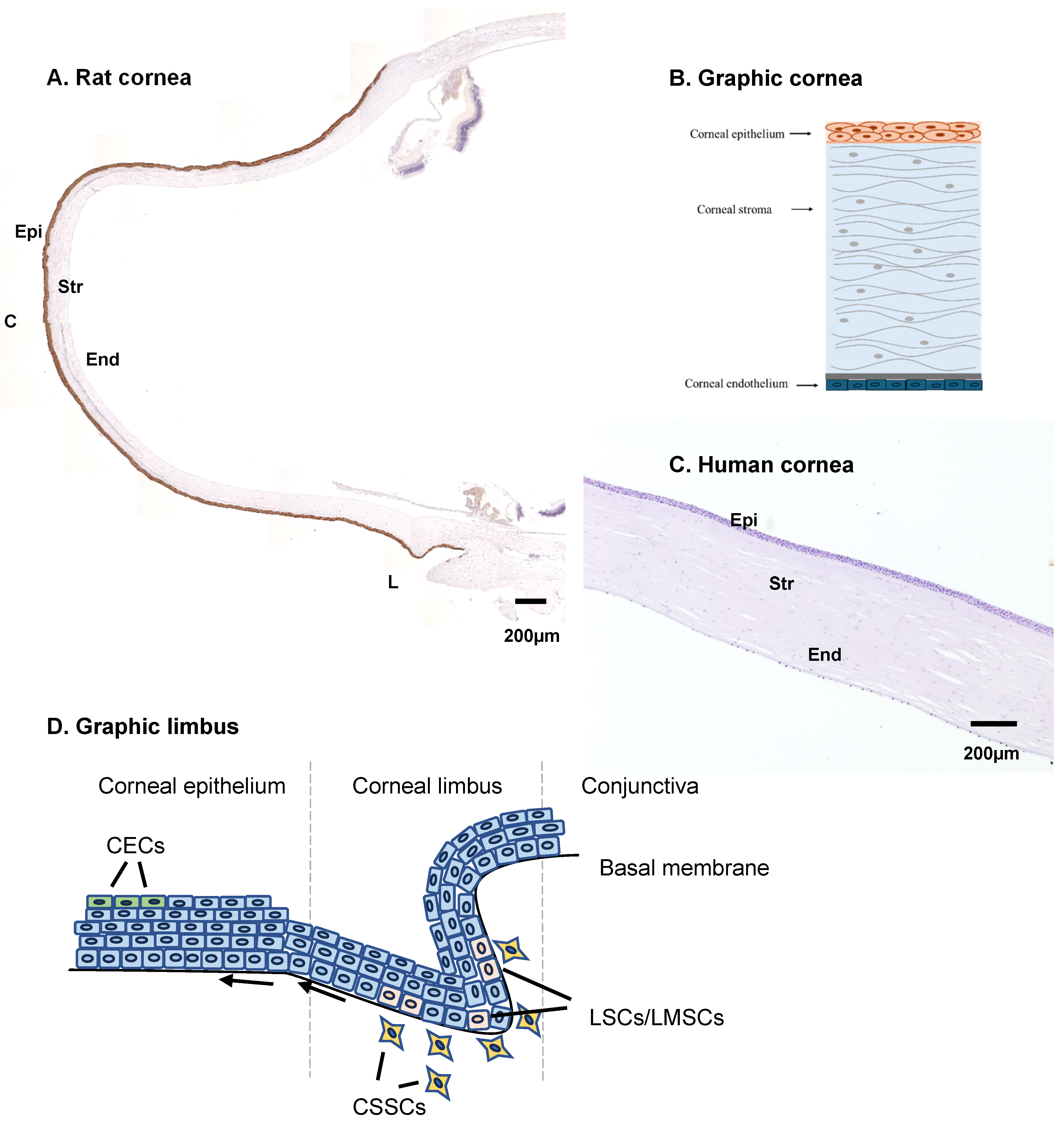 Ijms 26 00695 g001 Ijms 26 00695 g001