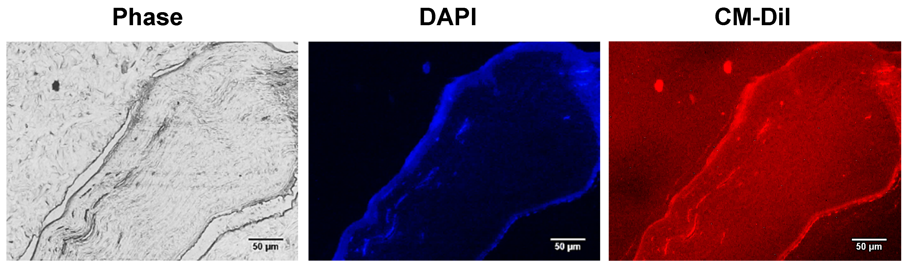 Ijms 26 00695 g004 Ijms 26 00695 g004