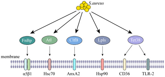 Strategies for Survival of Staphylococcus aureus in Host Cells